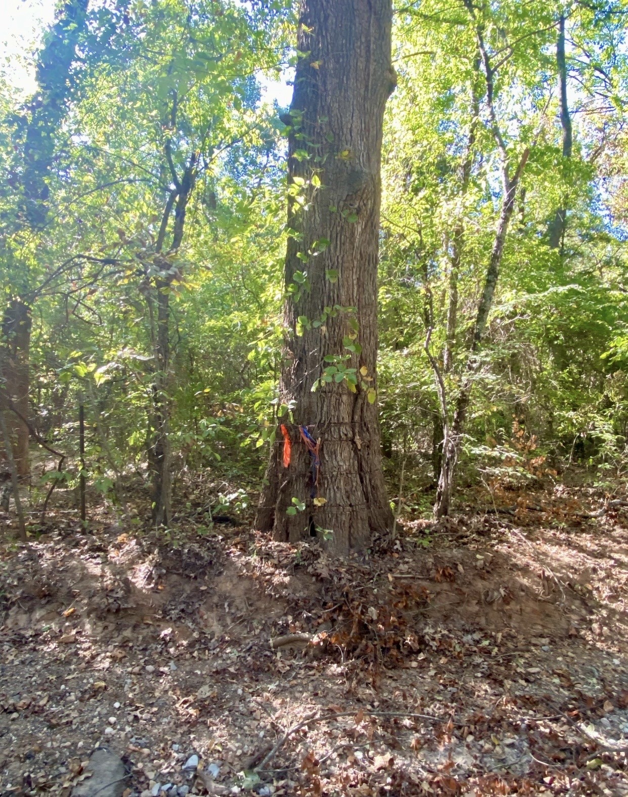Tbd County Road 2615 Bonham TX 75418