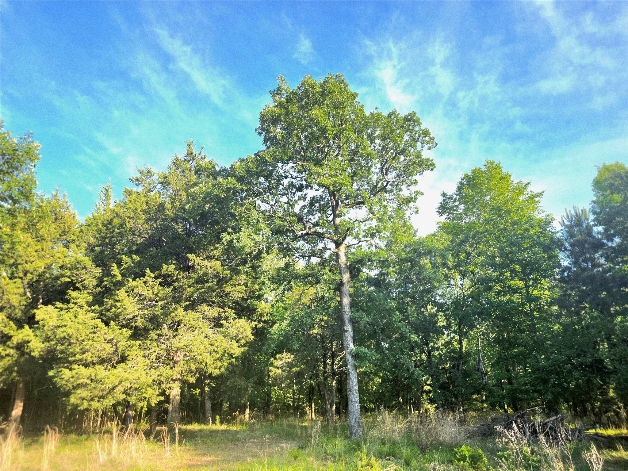 Lot 377 Timber Ridge Larue TX 75770