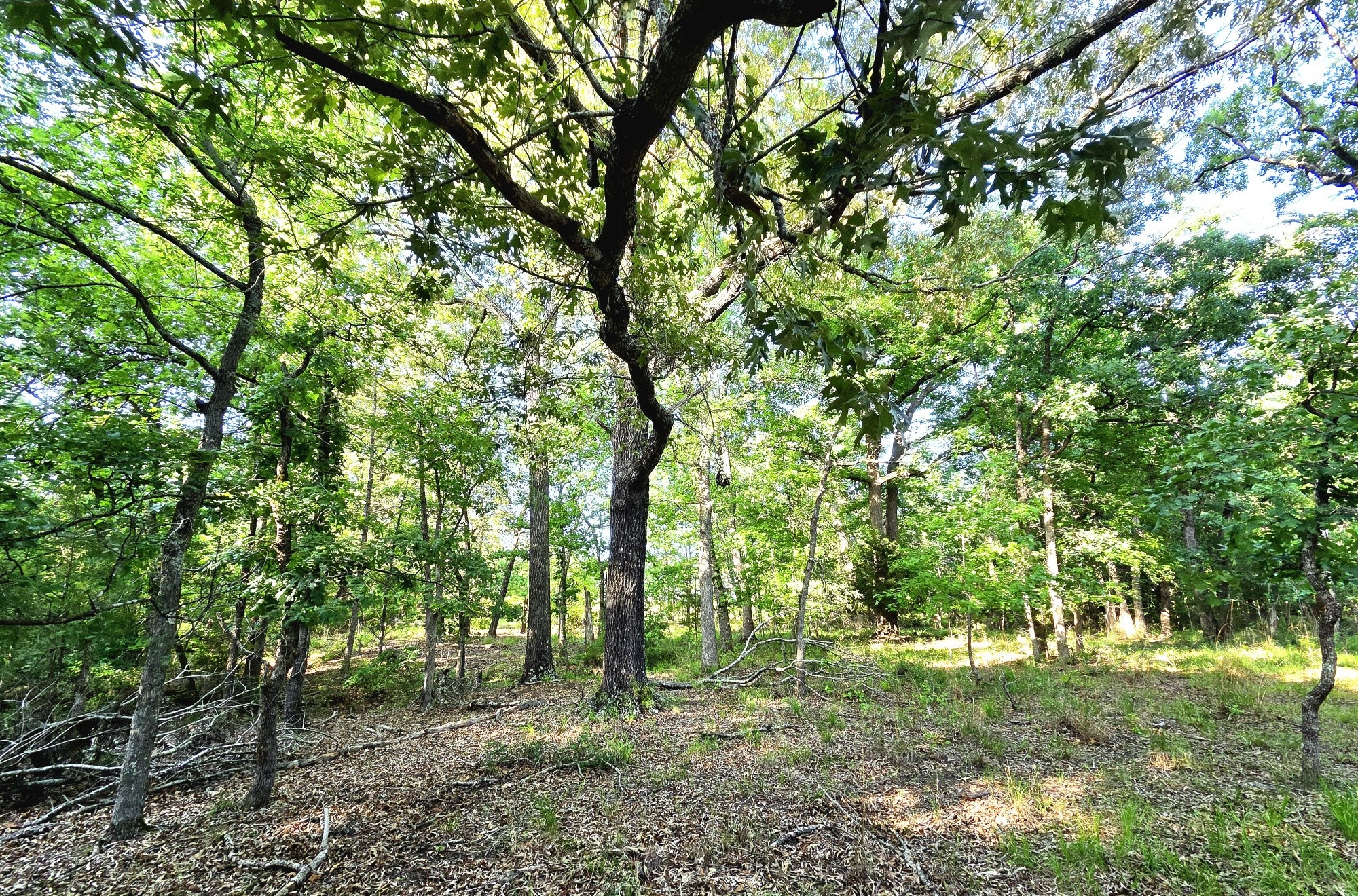 Lot 377 Timber Ridge Larue TX 75770