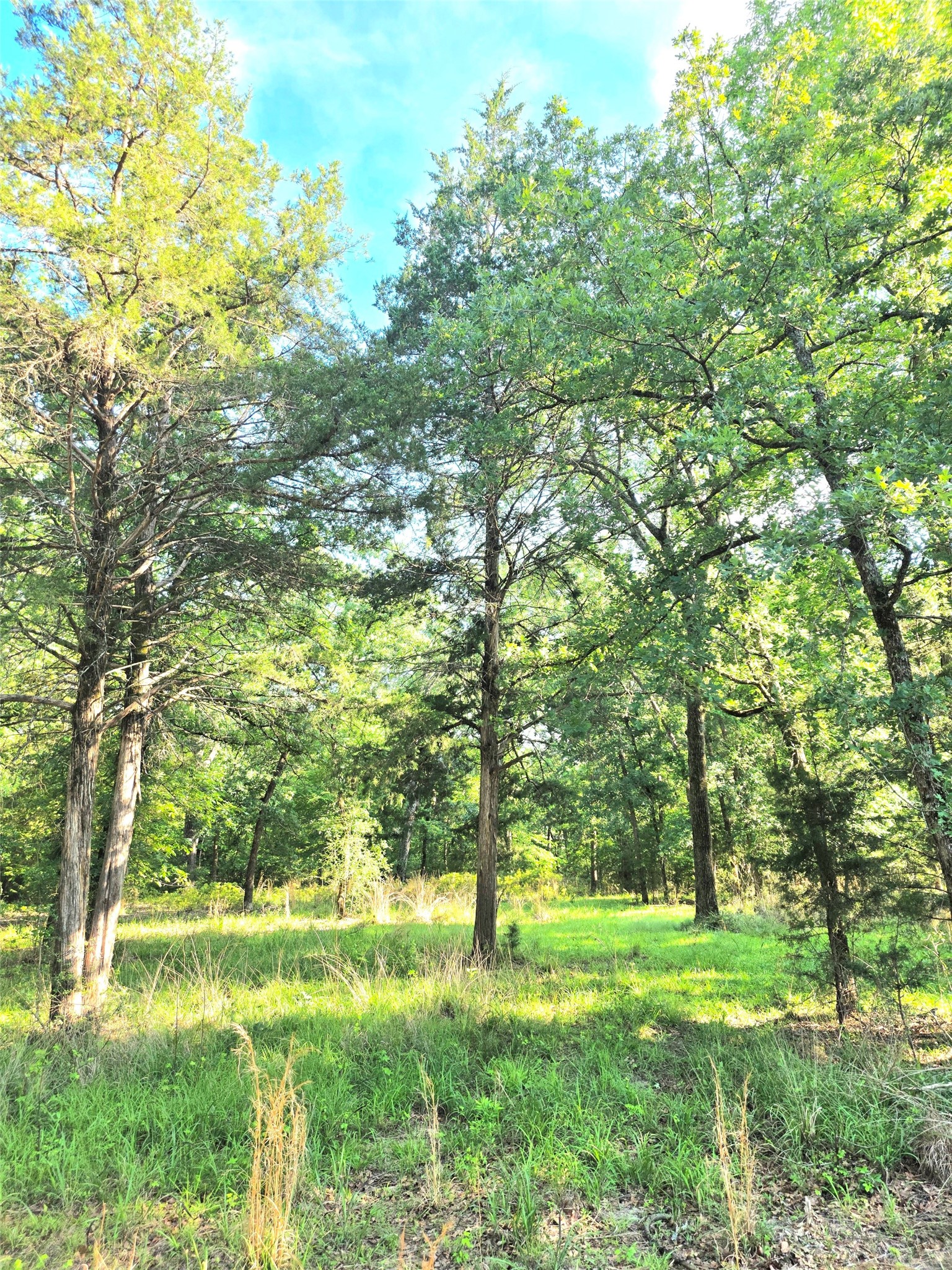Lot 377 Timber Ridge Larue TX 75770