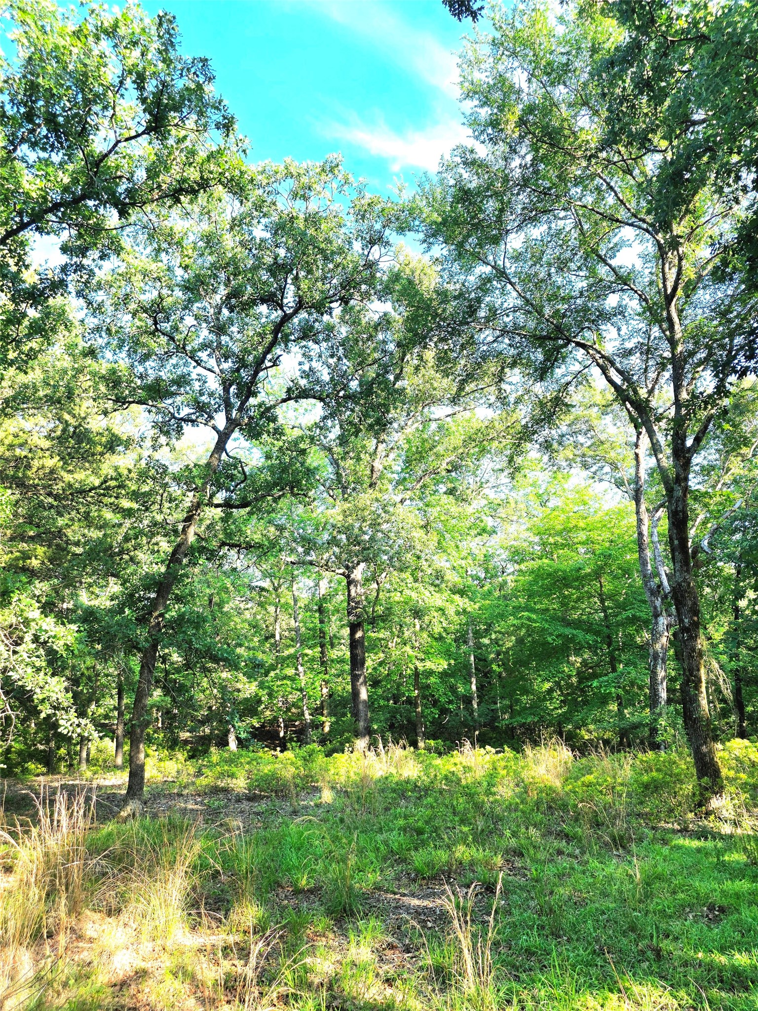 Lot 377 Timber Ridge Larue TX 75770