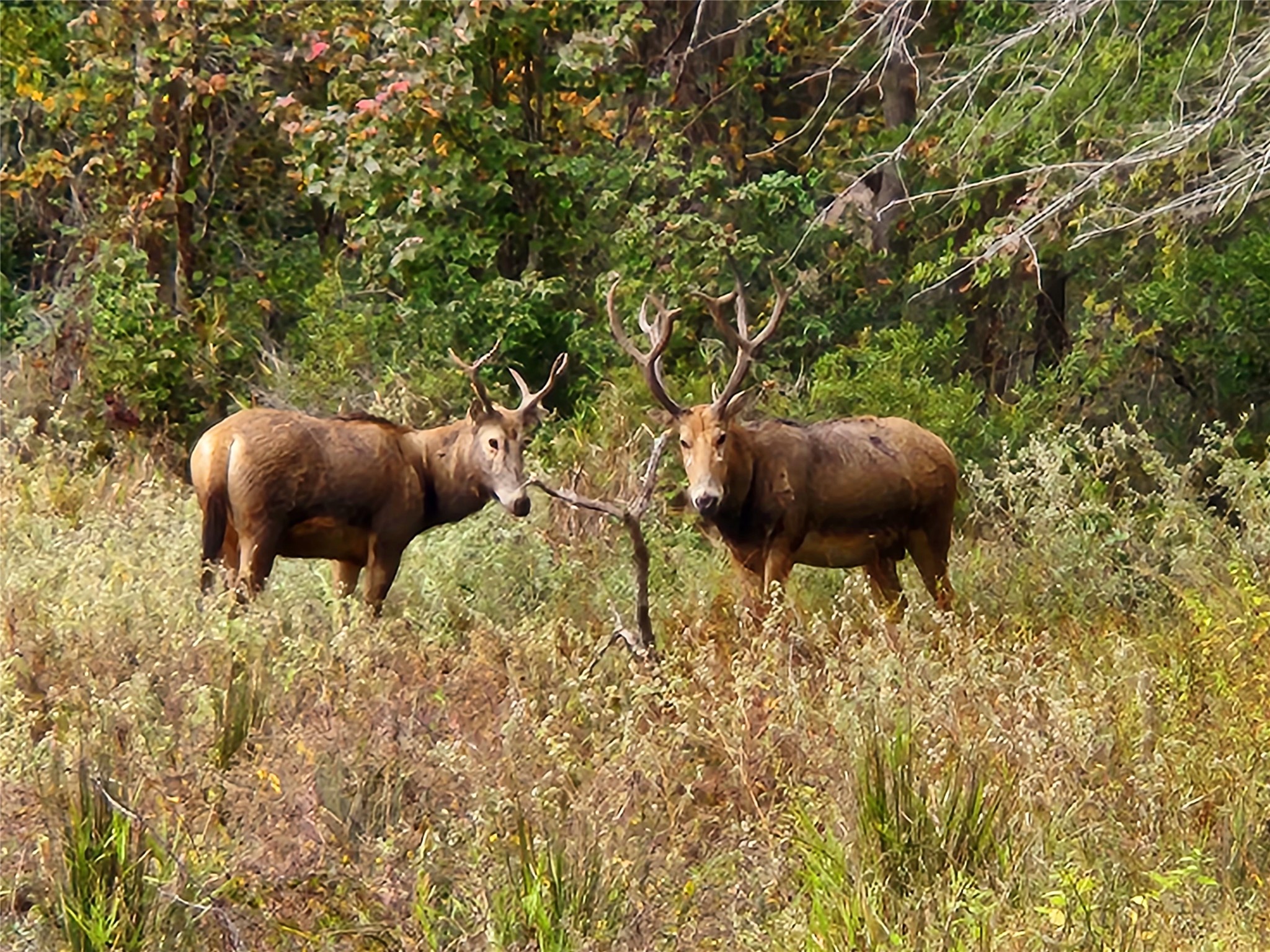 Lot 377 Timber Ridge Larue TX 75770