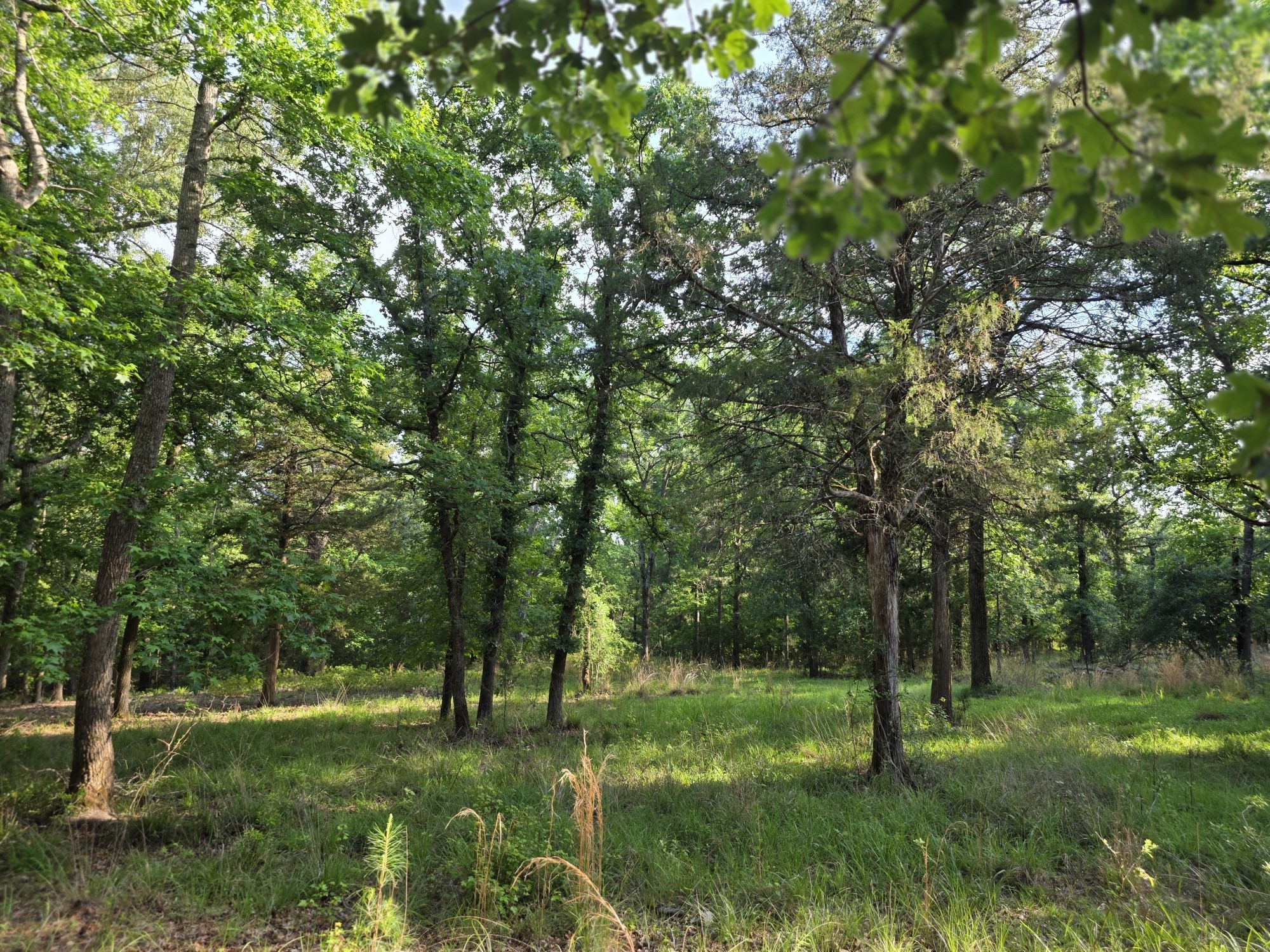Lot 377 Timber Ridge Larue TX 75770