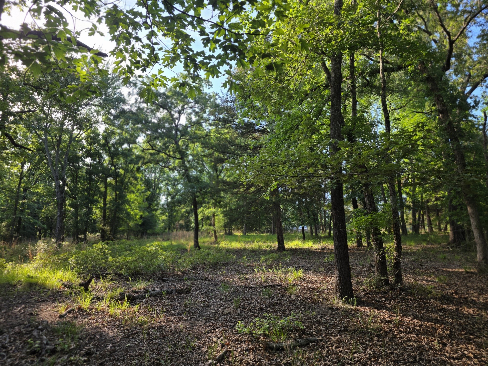 Lot 377 Timber Ridge Larue TX 75770