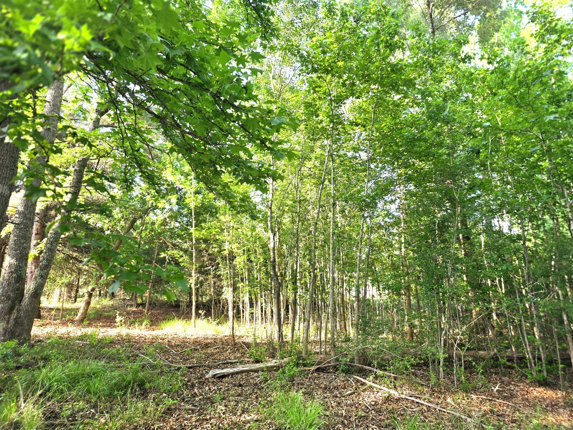 Lot 377 Timber Ridge Larue TX 75770