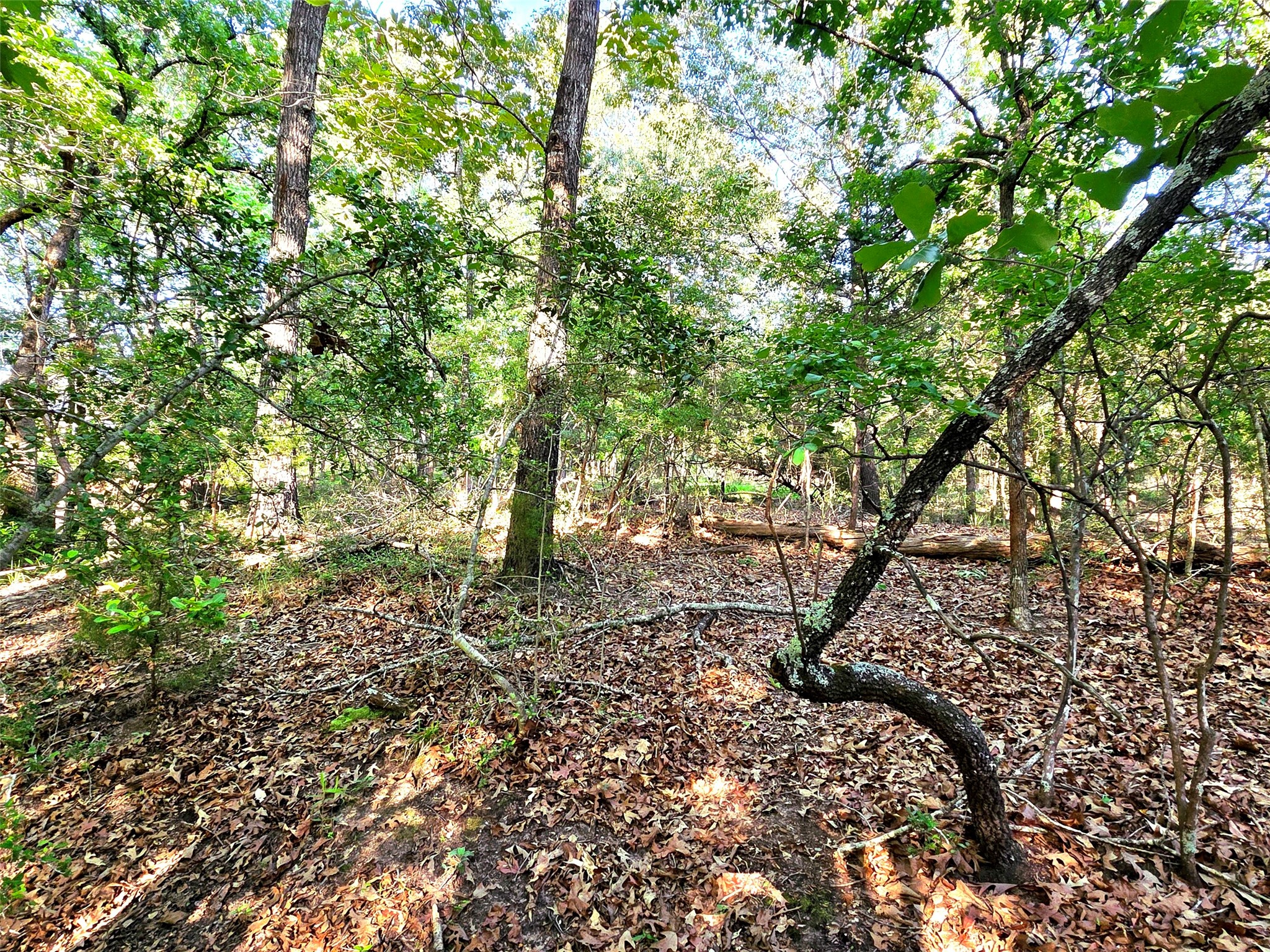 Lot 377 Timber Ridge Larue TX 75770