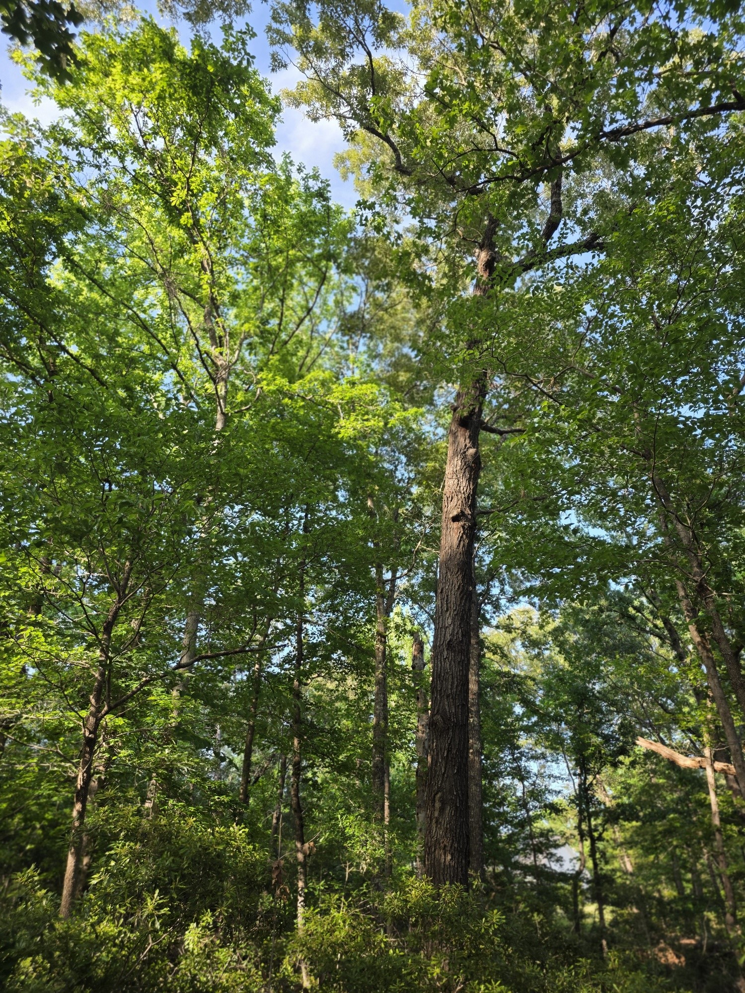 Lot 377 Timber Ridge Larue TX 75770