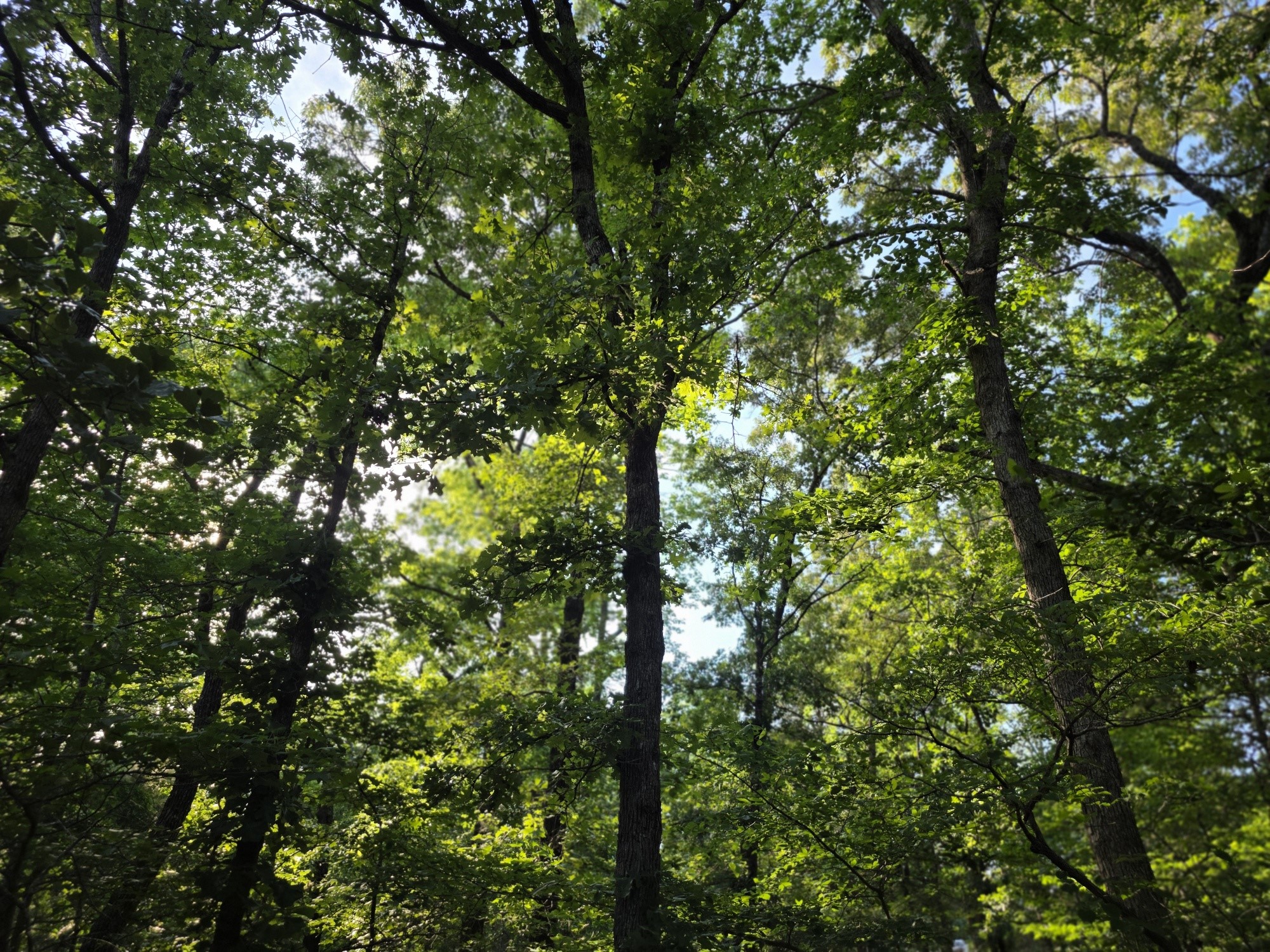 Lot 377 Timber Ridge Larue TX 75770