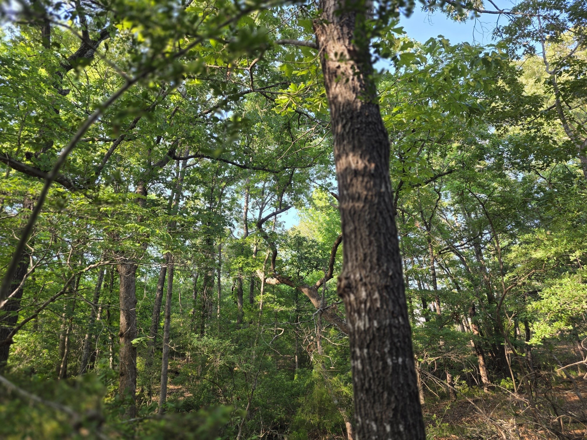 Lot 377 Timber Ridge Larue TX 75770