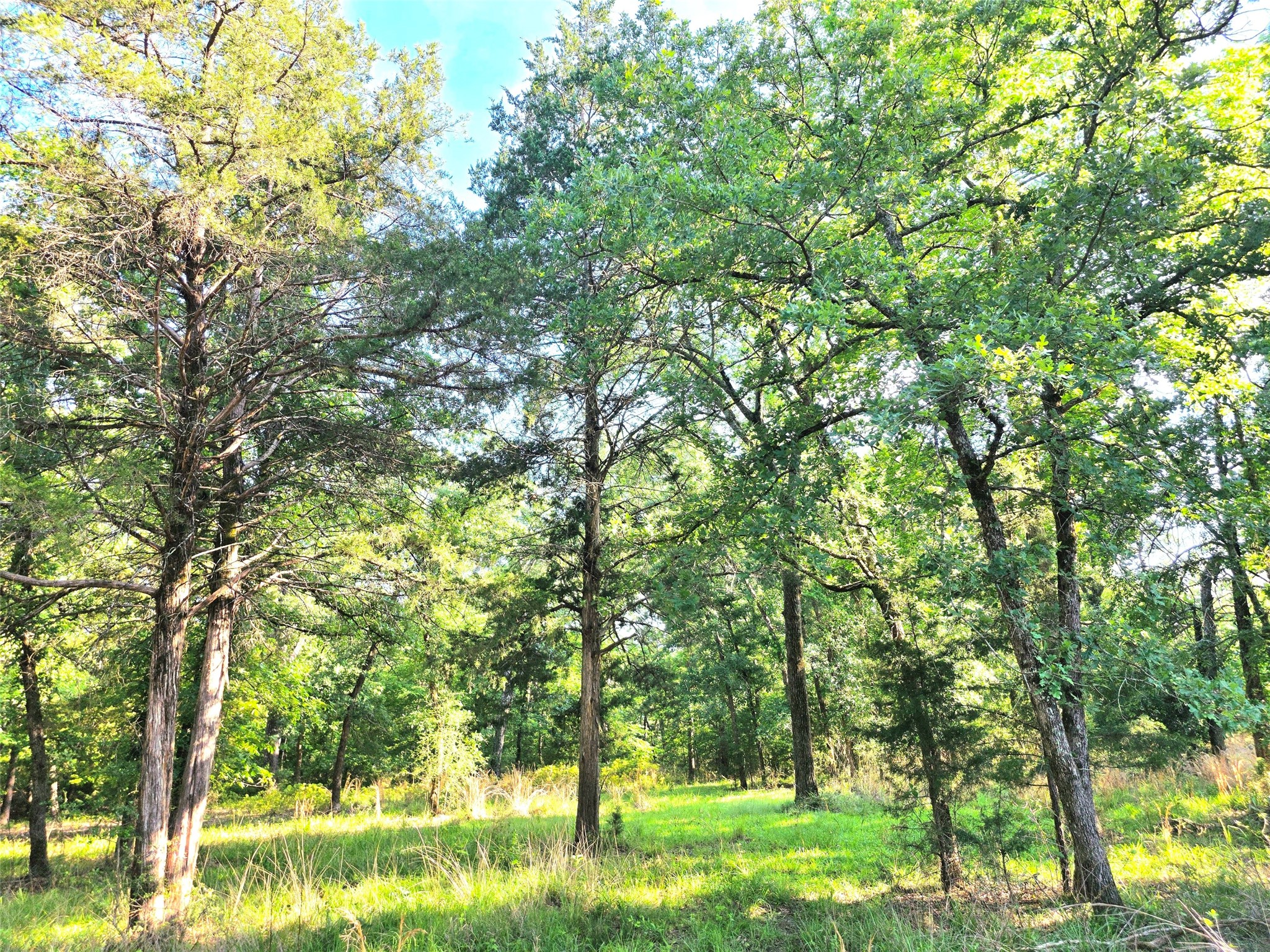 Lot 377 Timber Ridge Larue TX 75770