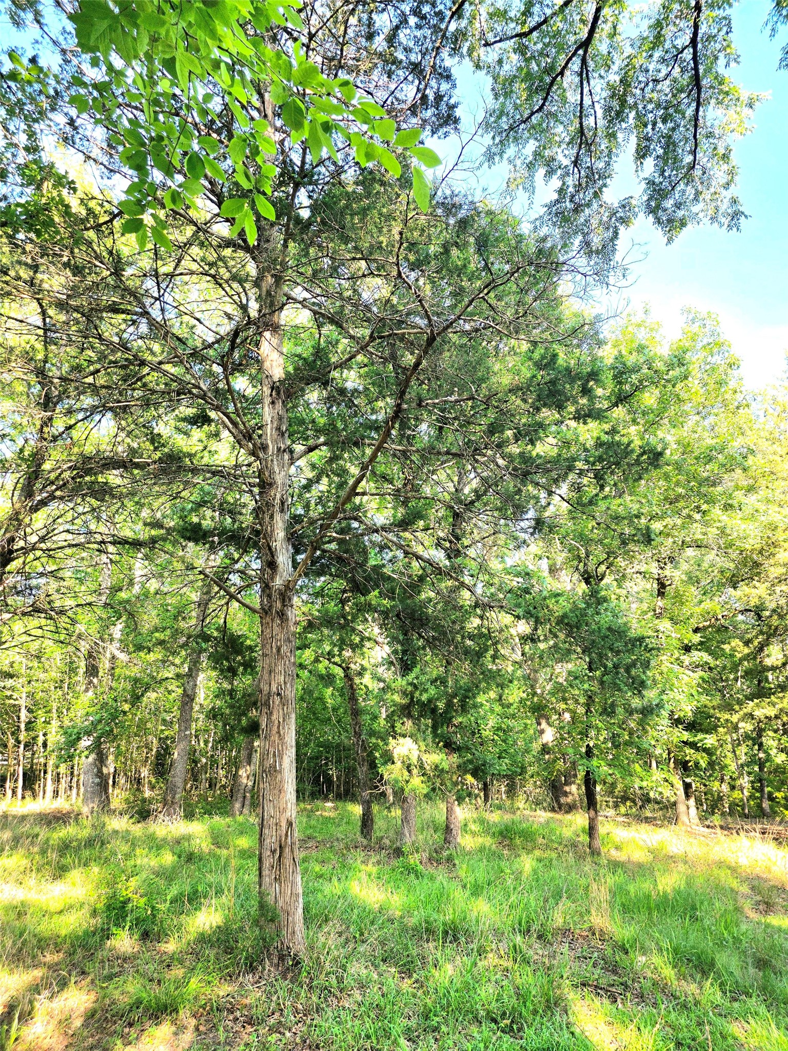 Lot 377 Timber Ridge Larue TX 75770
