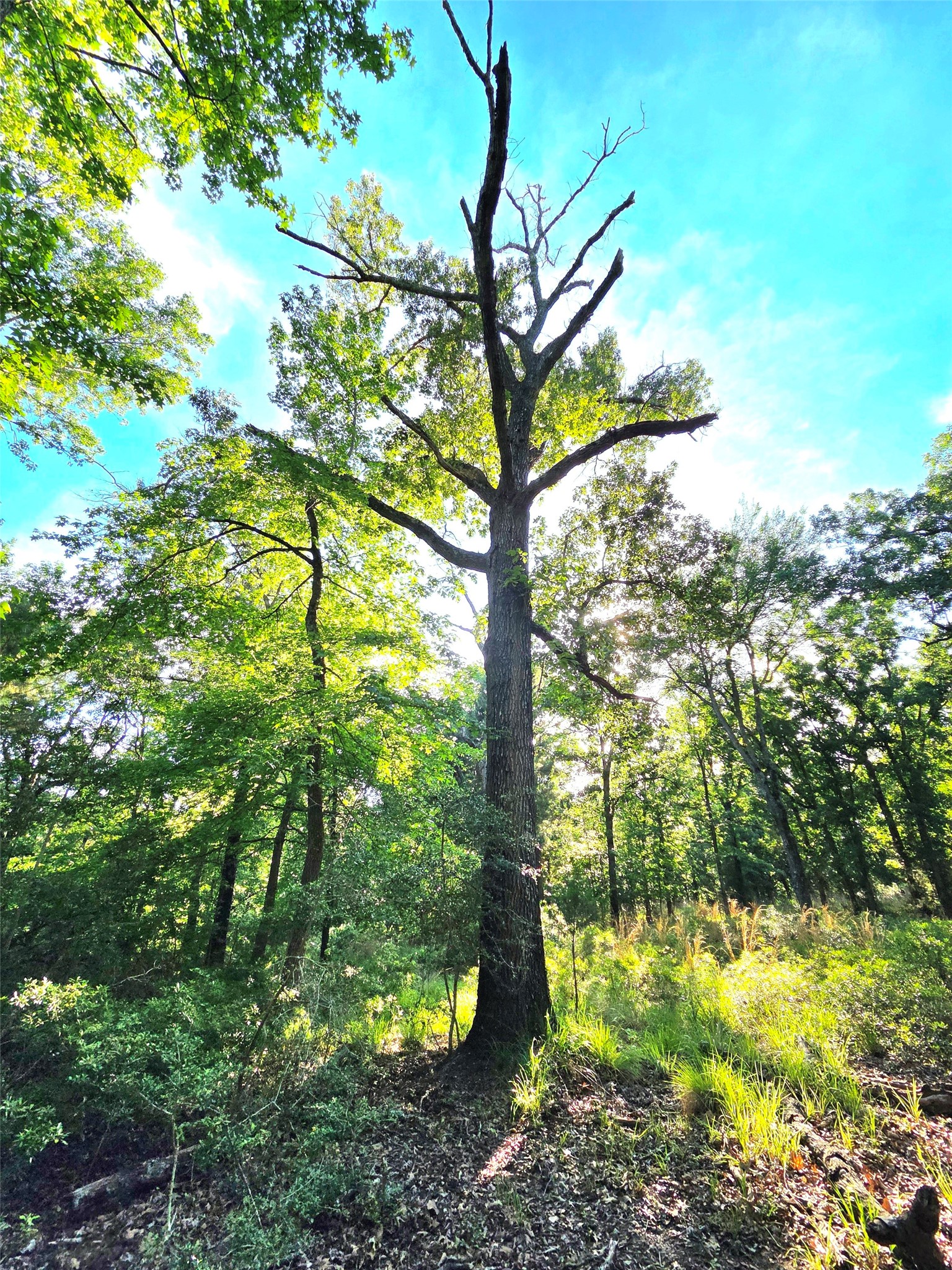 Lot 377 Timber Ridge Larue TX 75770
