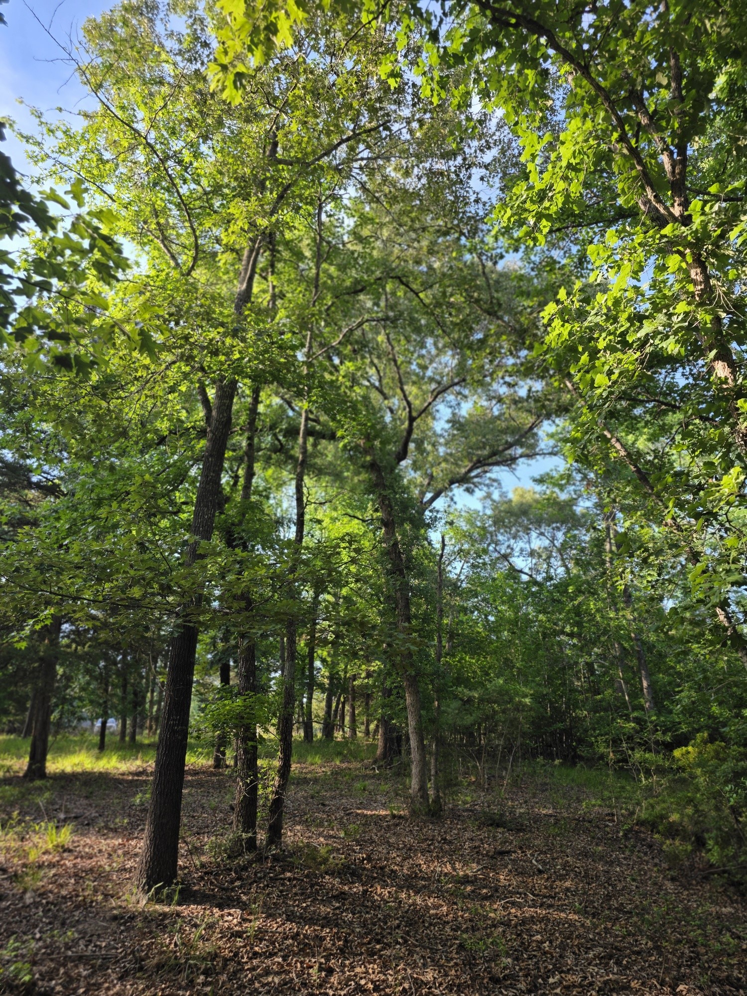 Lot 377 Timber Ridge Larue TX 75770