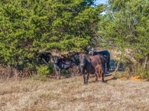 30 (+/-) Acres Vz County Road 2145 Canton TX 75103