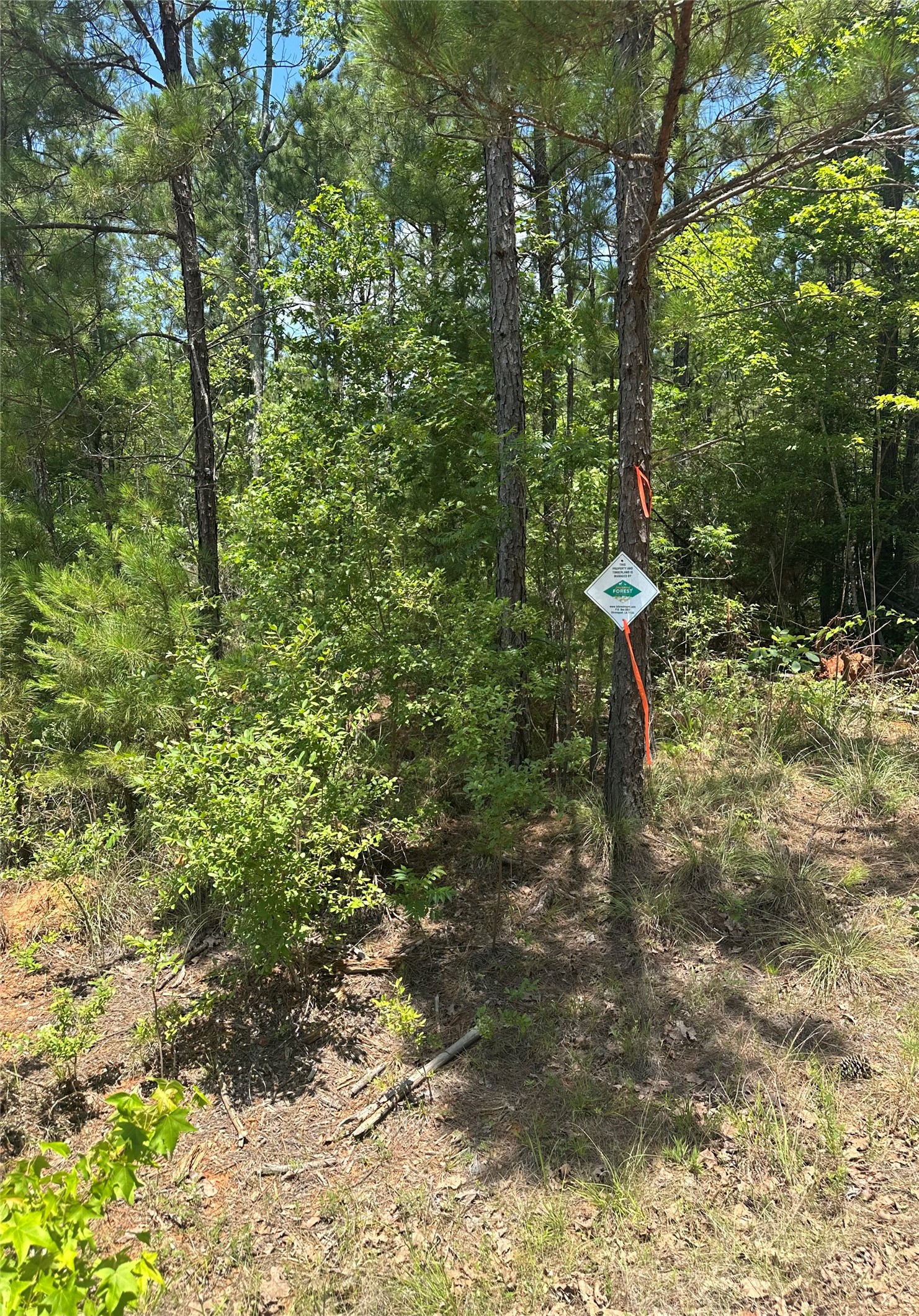 00 Maxey Haynesville LA 71035