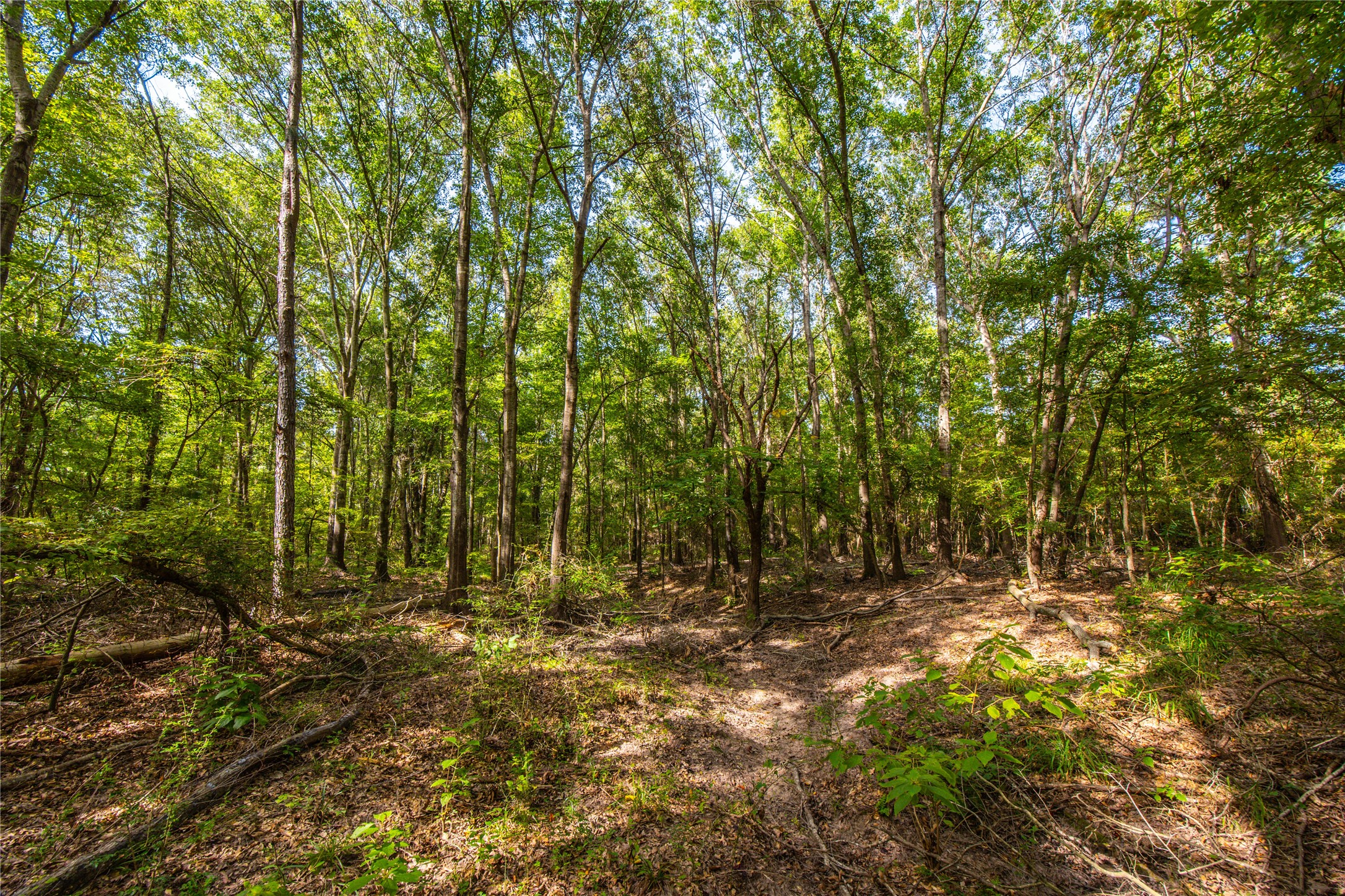 Tract 10 County Road 4222 Frankston TX 75763