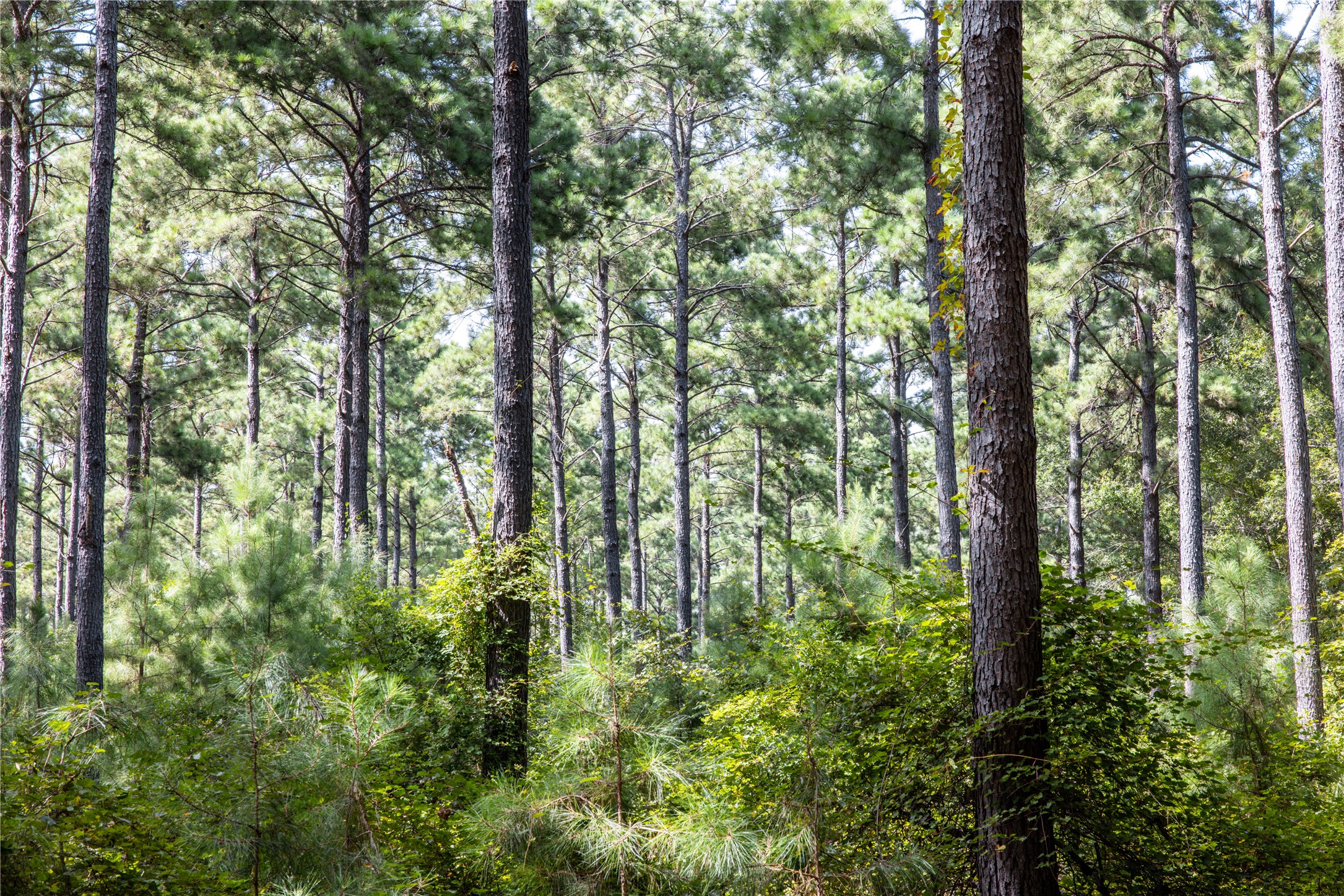 Tract 10 County Road 4222 Frankston TX 75763