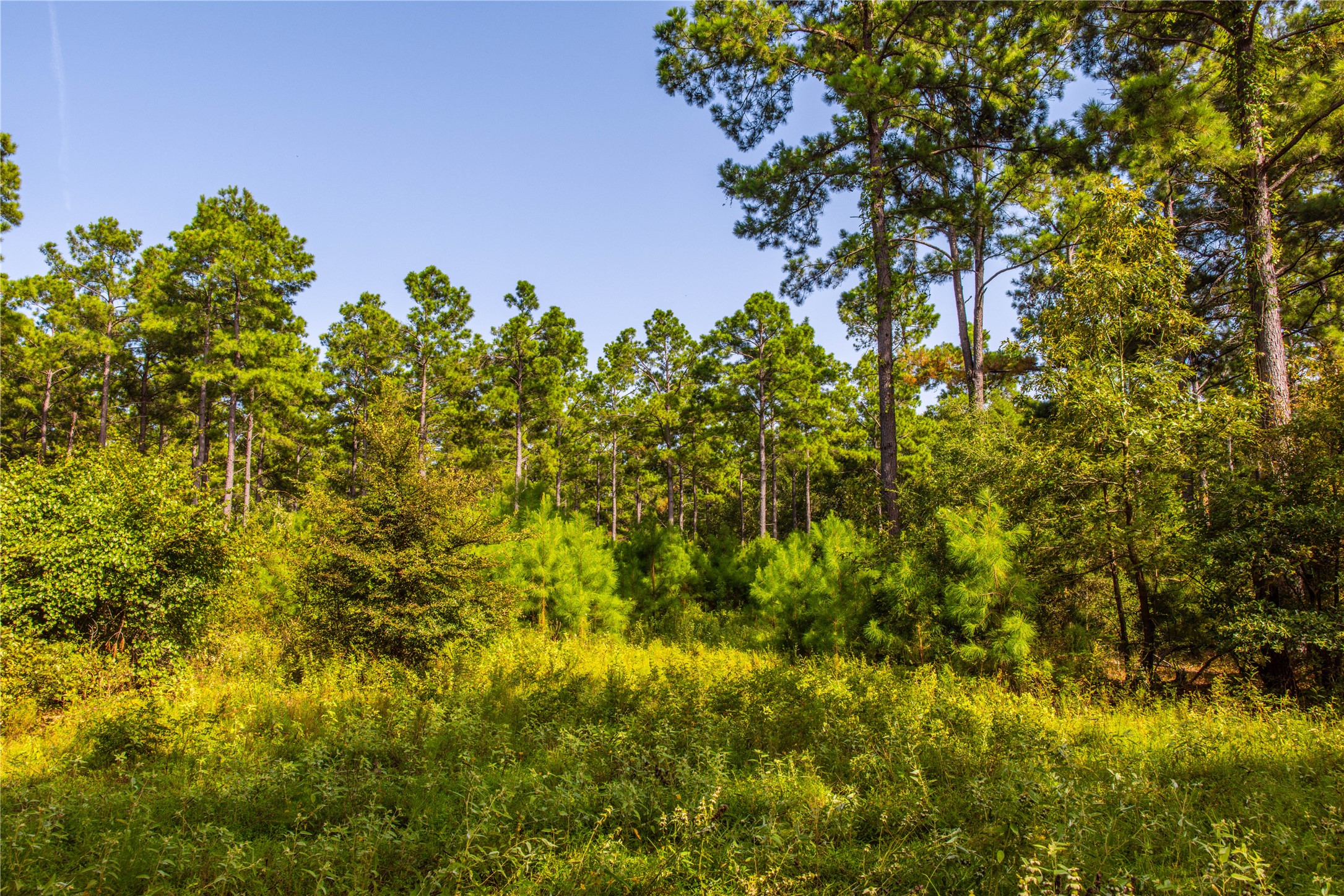 Tract 10 County Road 4222 Frankston TX 75763