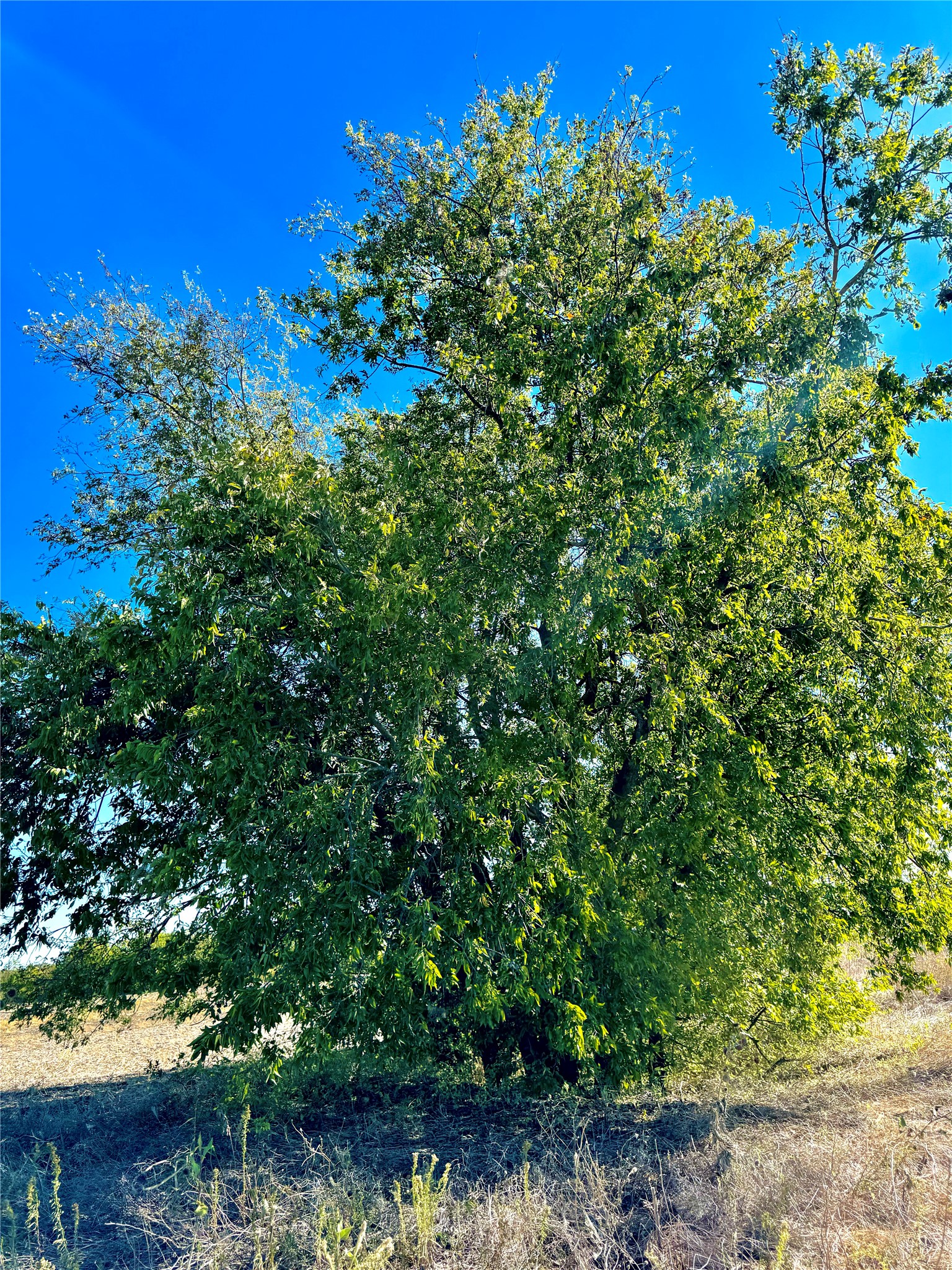 Lot 10 Cr-590 Nevada TX 75173
