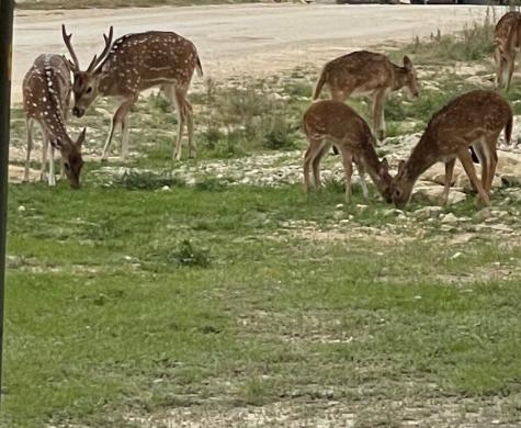 829 Tejas Trail Bandera TX 78003