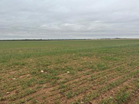 TBD FM126 ( Tract 1 ) Merkel TX 79536