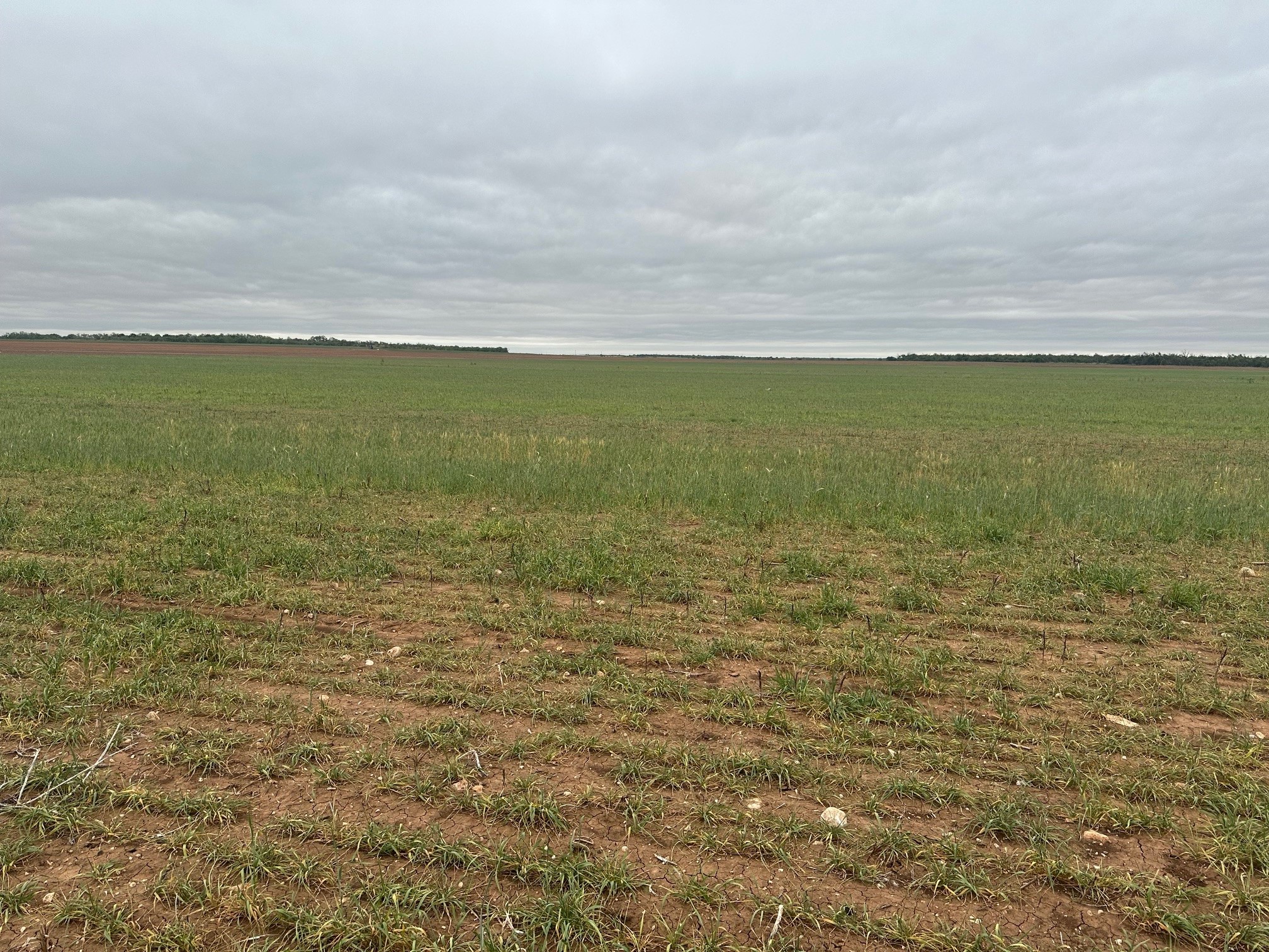 Tbd Fm126 ( Tract 1 ) Merkel TX 79536