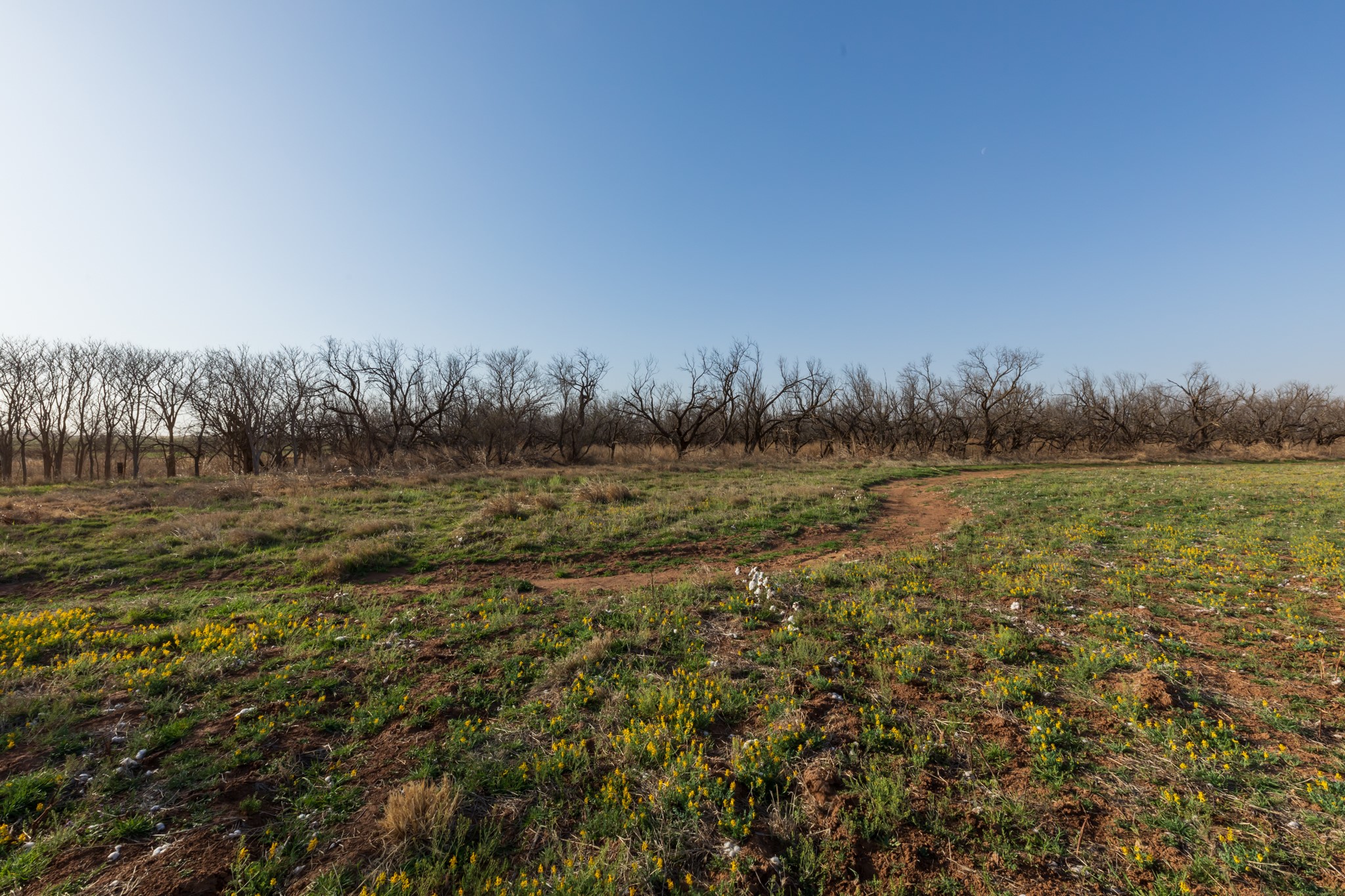 Tbd Cr 262 Mccaulley TX 79534