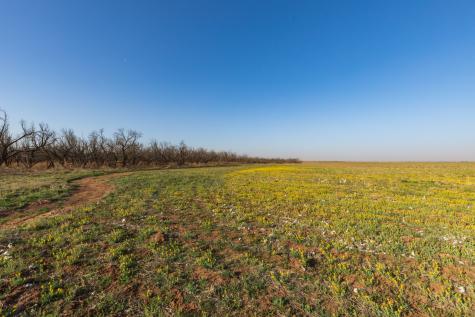 Tbd Cr 262 Mccaulley TX 79534