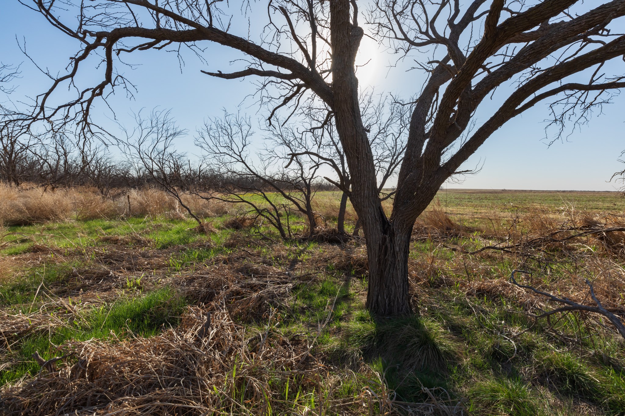 Tbd Cr 262 Mccaulley TX 79534