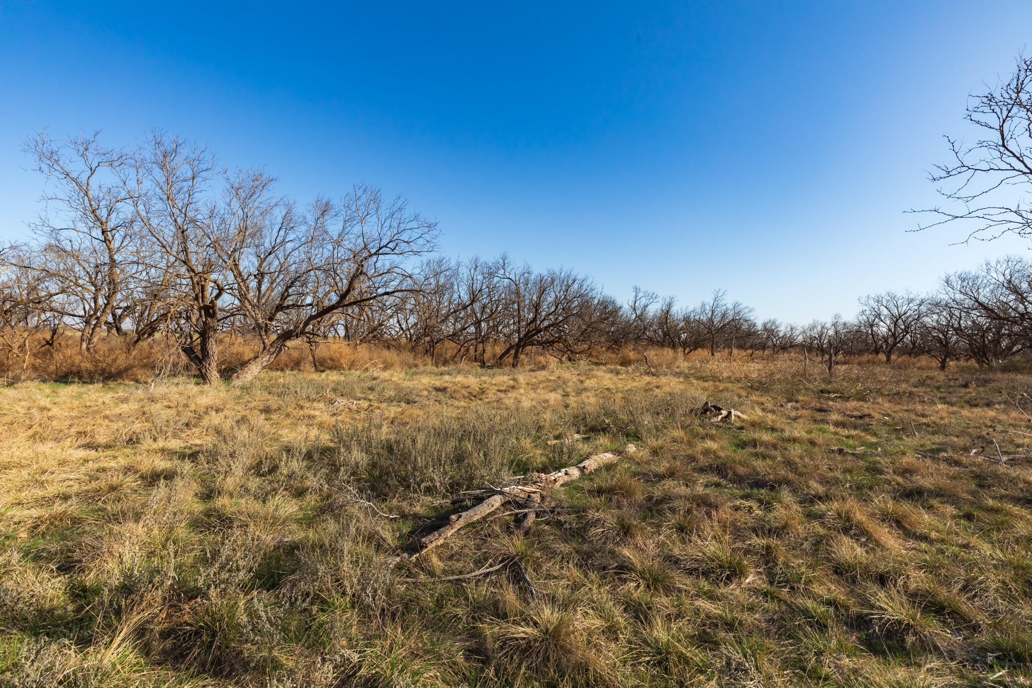 Tbd Cr 262 Mccaulley TX 79534