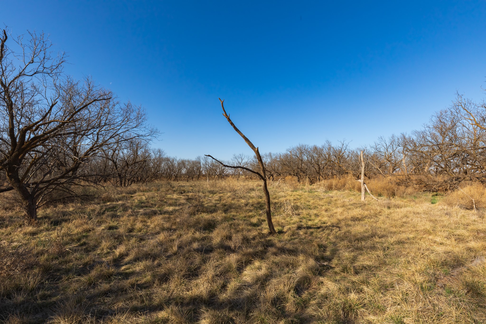 Tbd Cr 262 Mccaulley TX 79534