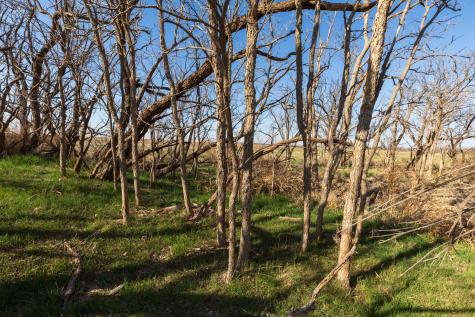 Tbd Cr 262 Mccaulley TX 79534
