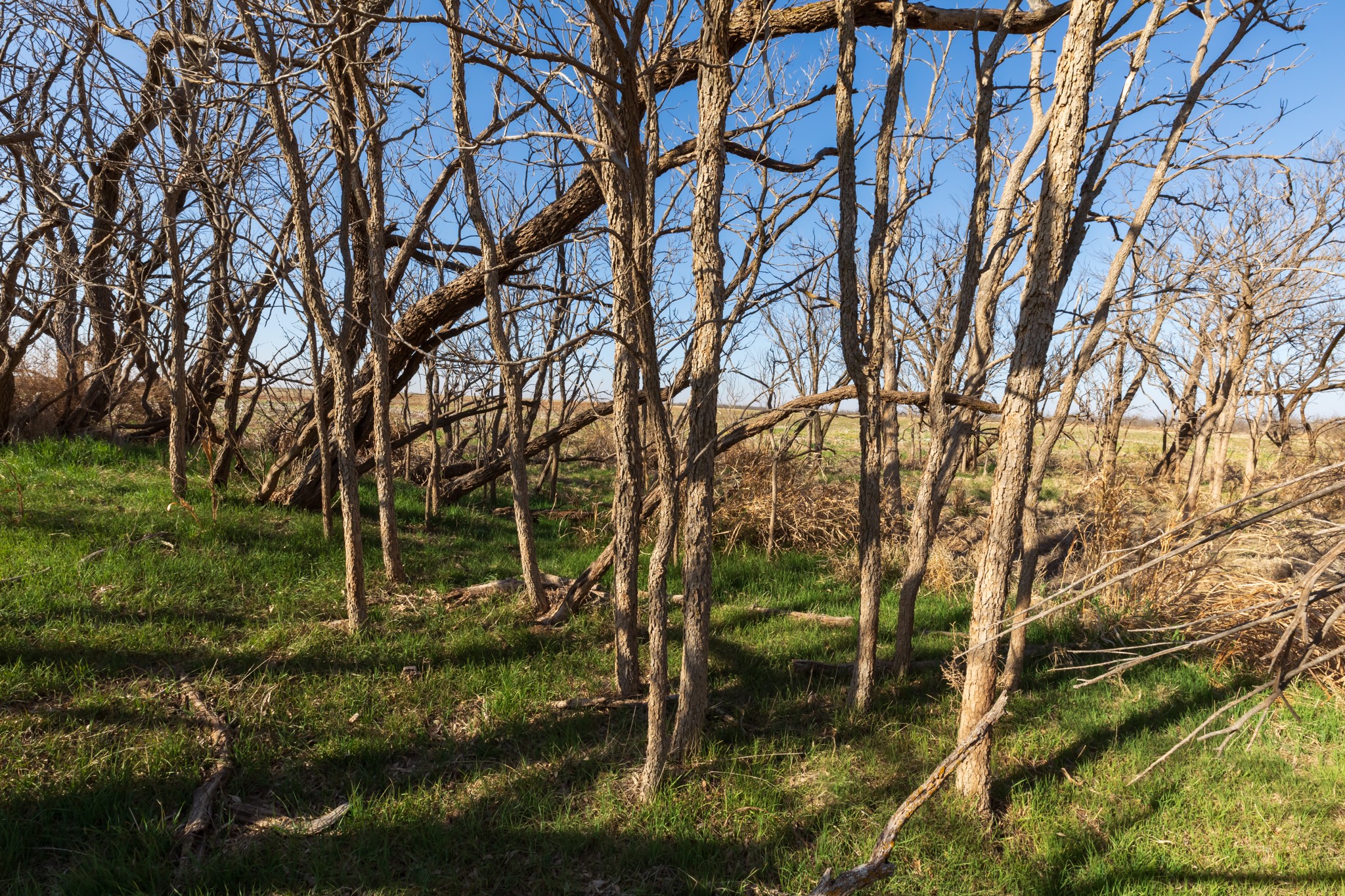Tbd Cr 262 Mccaulley TX 79534