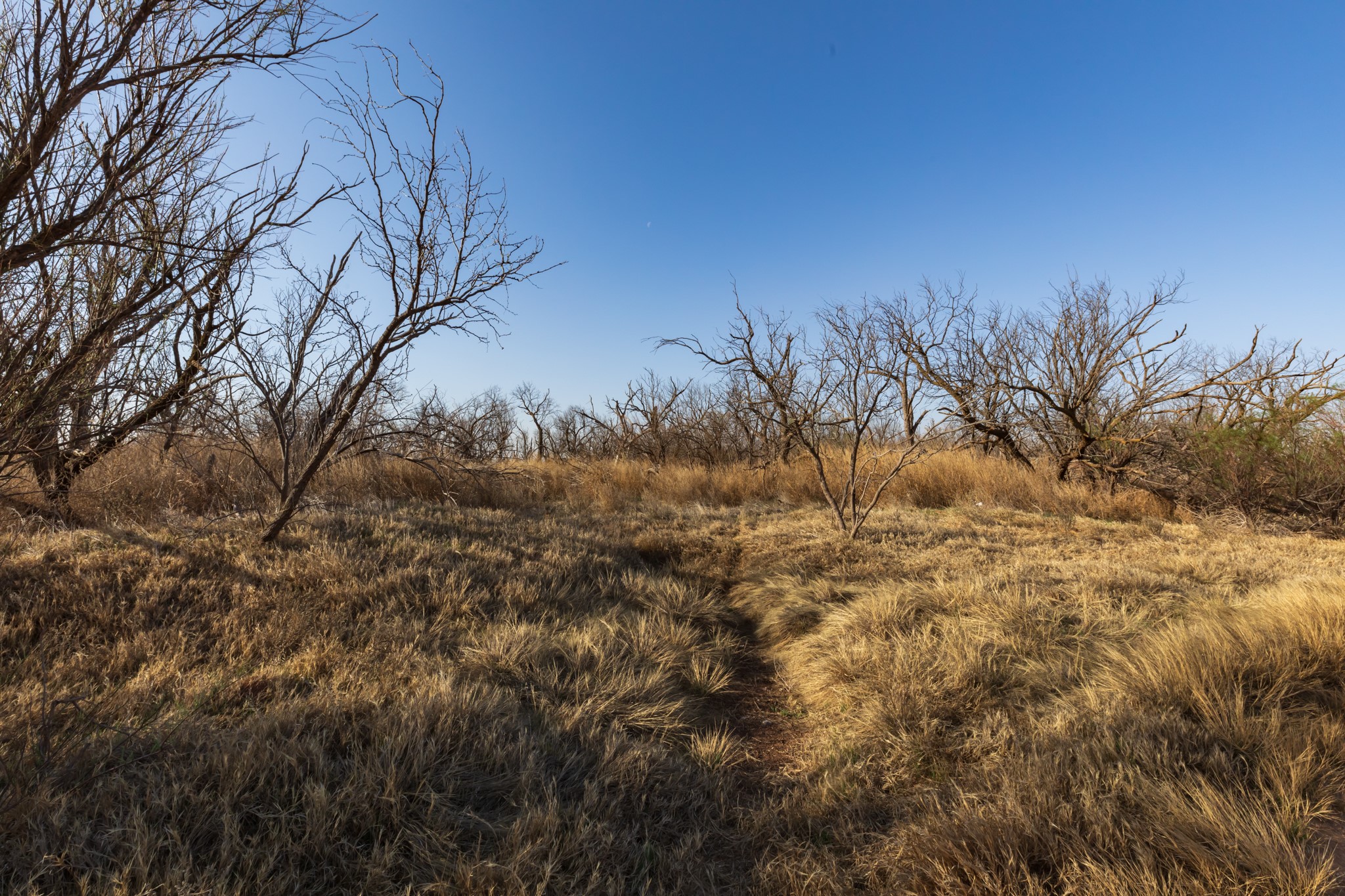 Tbd Cr 262 Mccaulley TX 79534