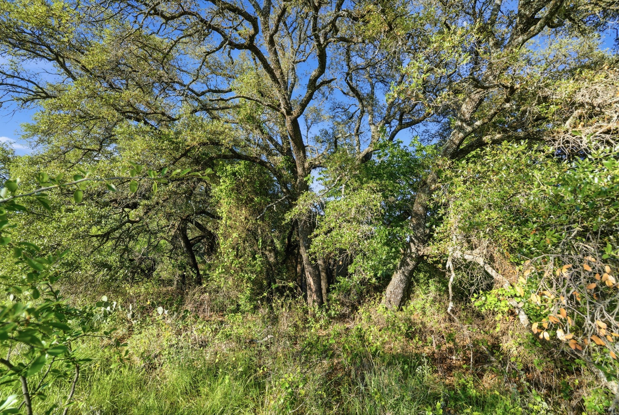 1343 County Road 188 Cross Plains TX 76443