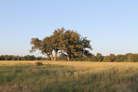 227 Ac Cr 1137 Lone Oak TX 75453