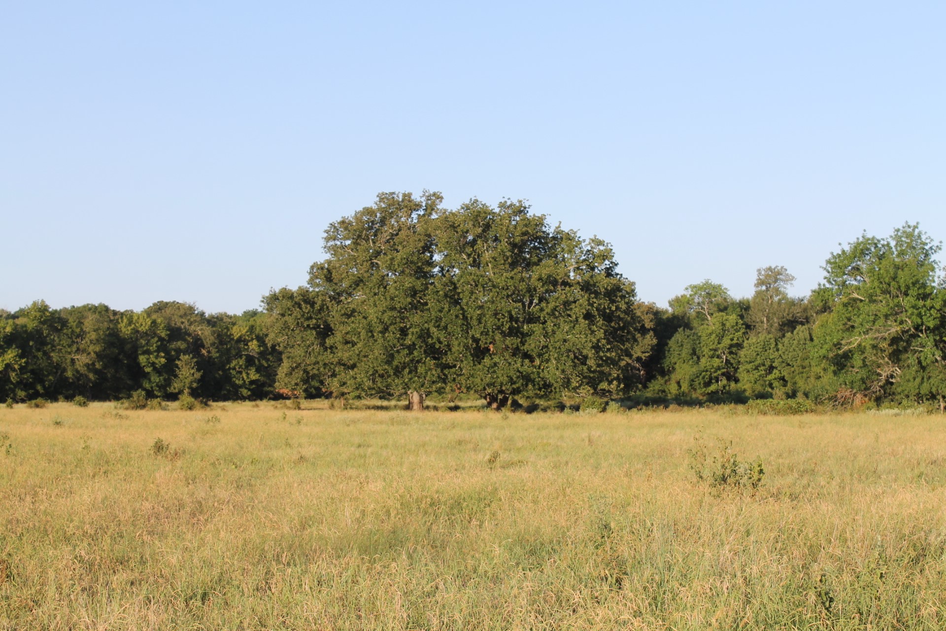 227 Ac Cr 1137 Lone Oak TX 75453