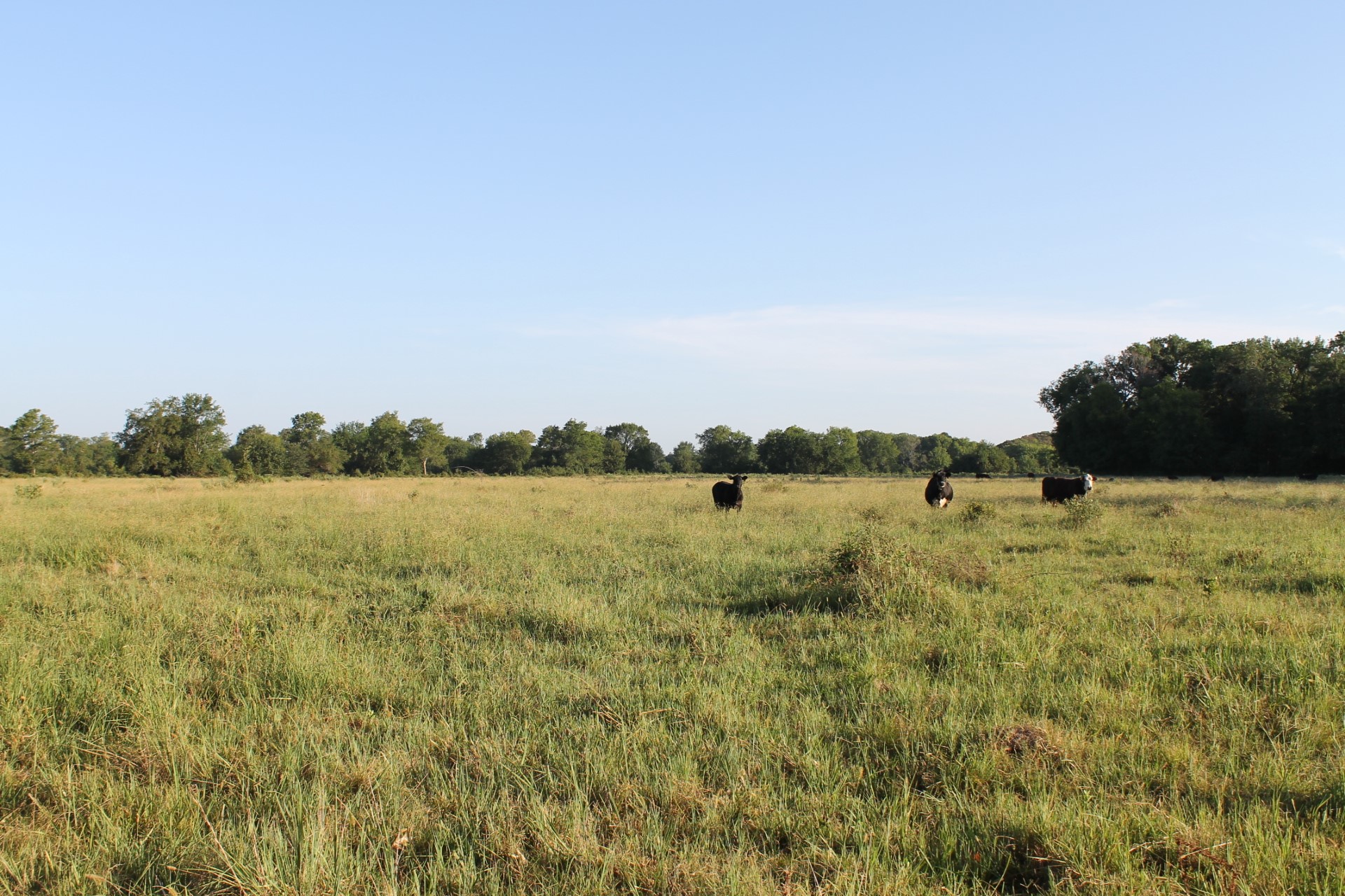 227 Ac Cr 1137 Lone Oak TX 75453