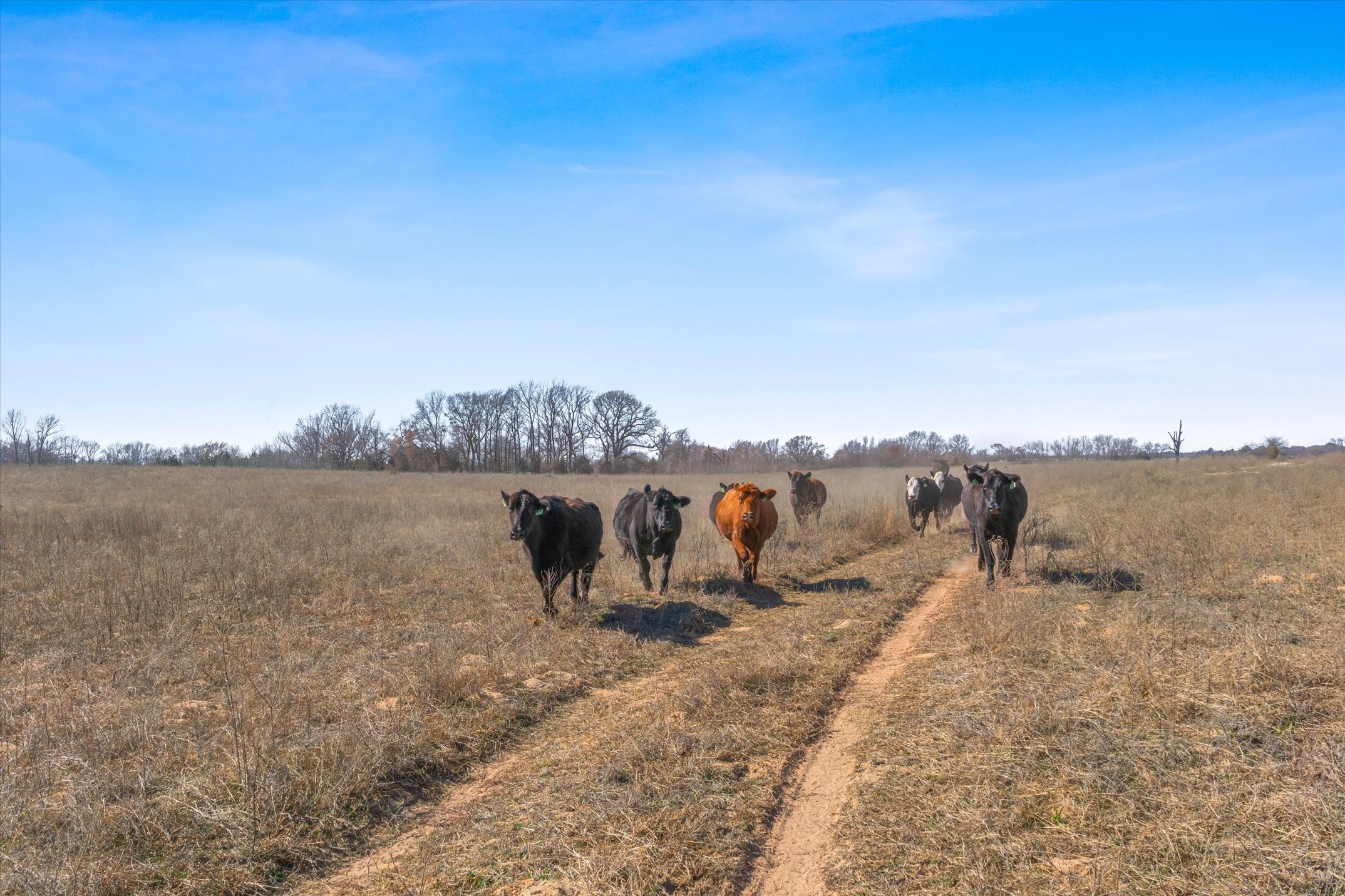 Tbd Vz County Road 2317 Tract 3 Canton TX 75103