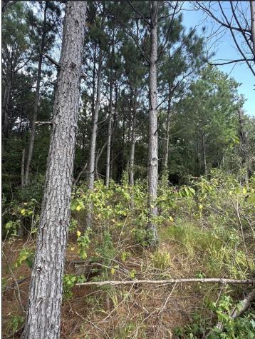 Tbd County Road 1582 Avinger TX 75630