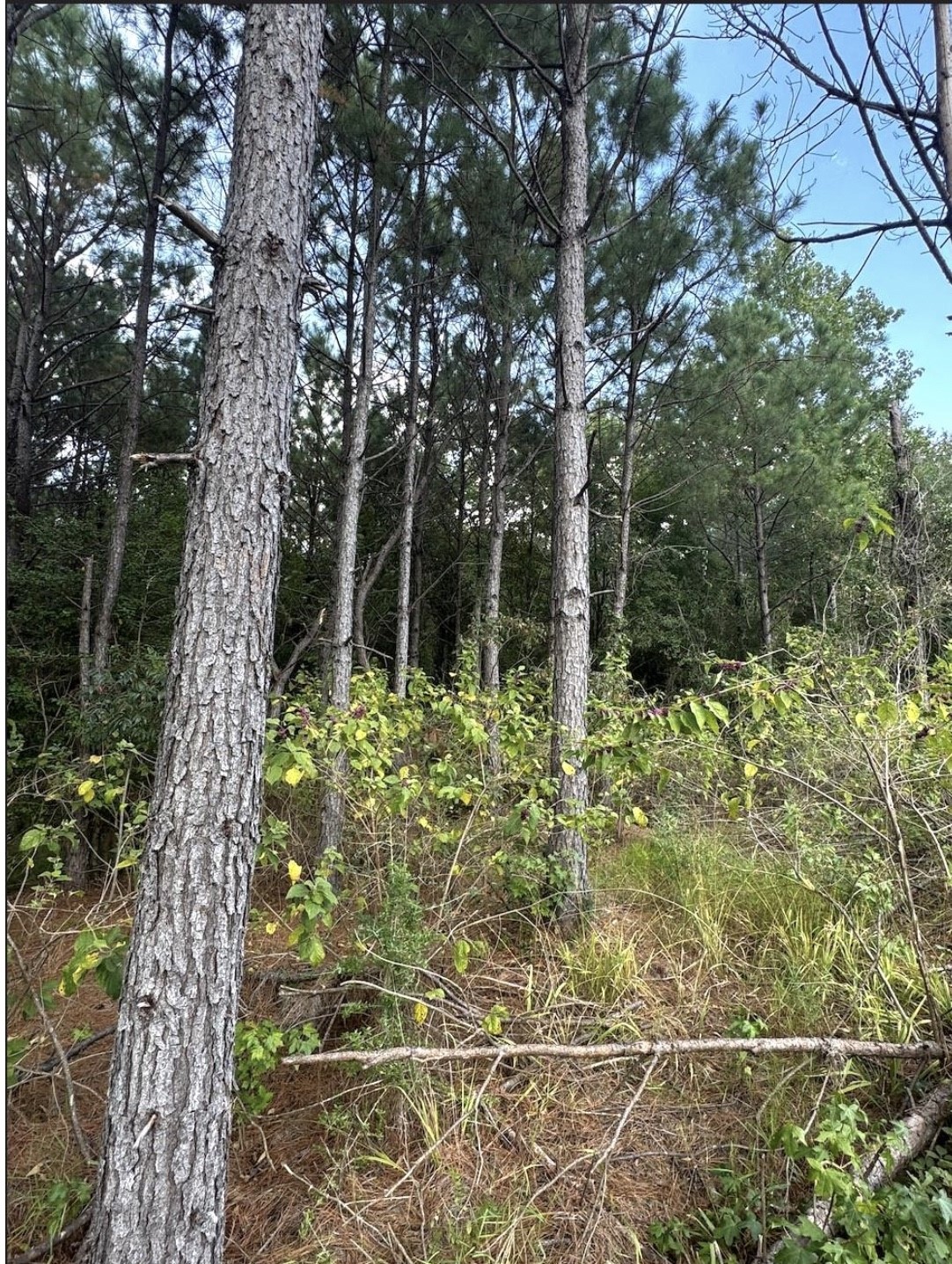 Tbd County Road 1582 Avinger TX 75630