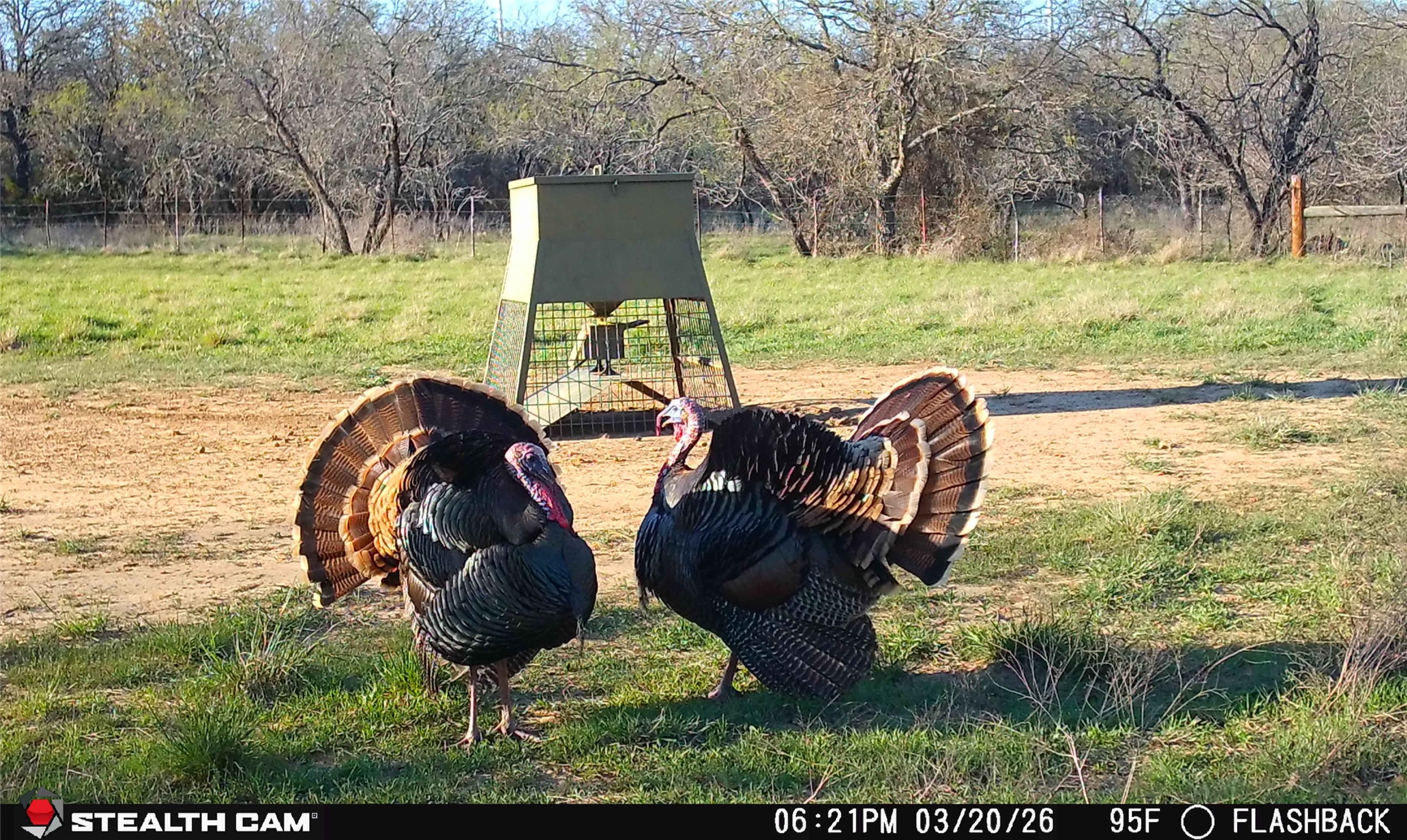 4909 Barton Chapel Road Jacksboro TX 76458