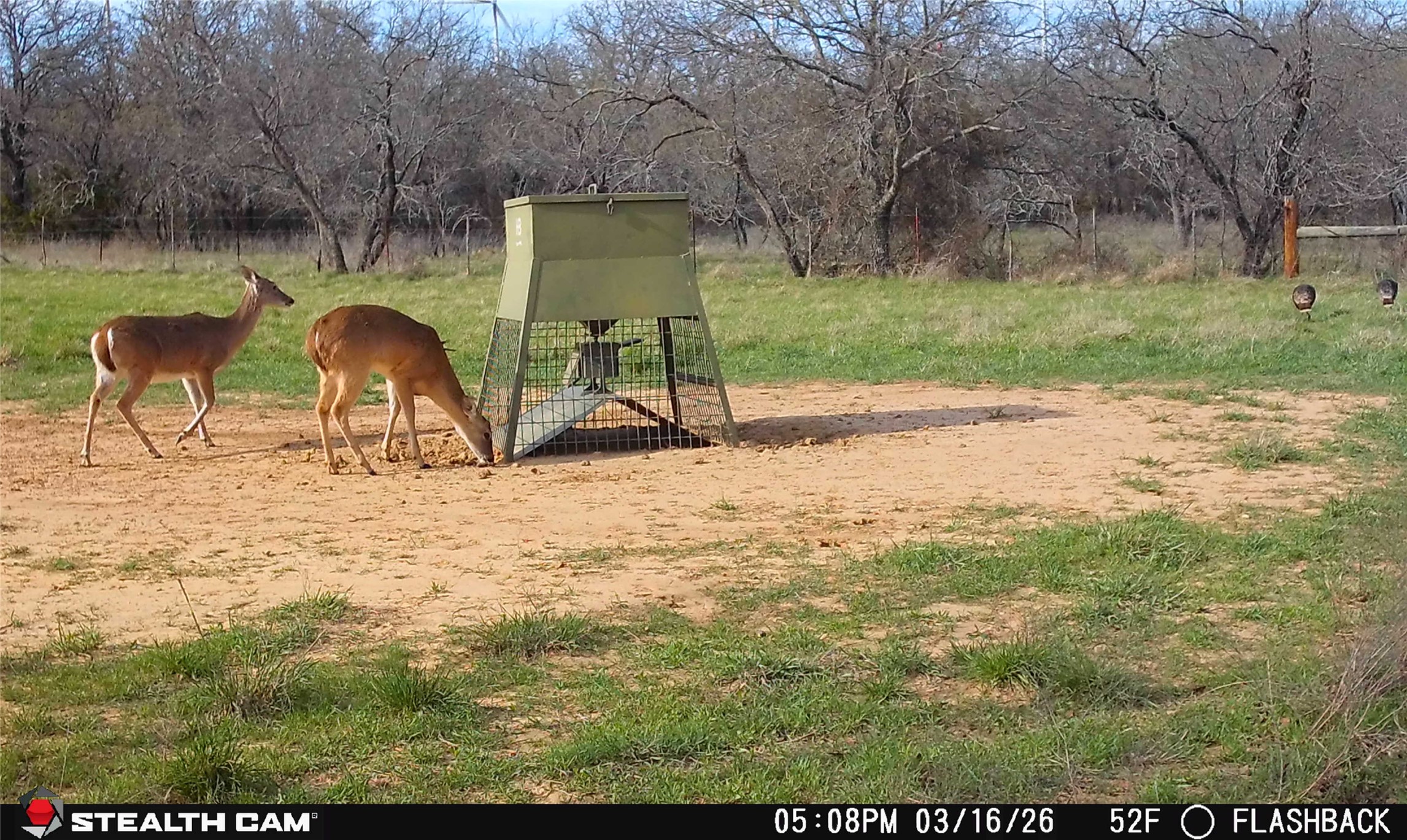 4909 Barton Chapel Road Jacksboro TX 76458