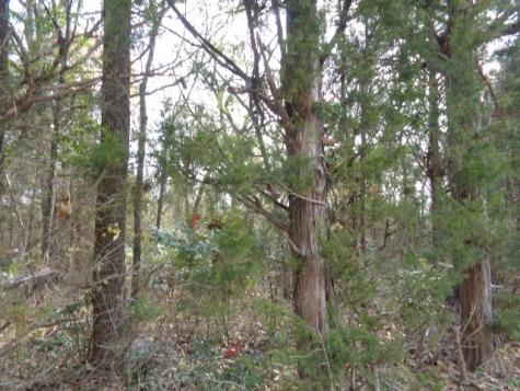 Tbd Cr 4870 Winnsboro TX 75494
