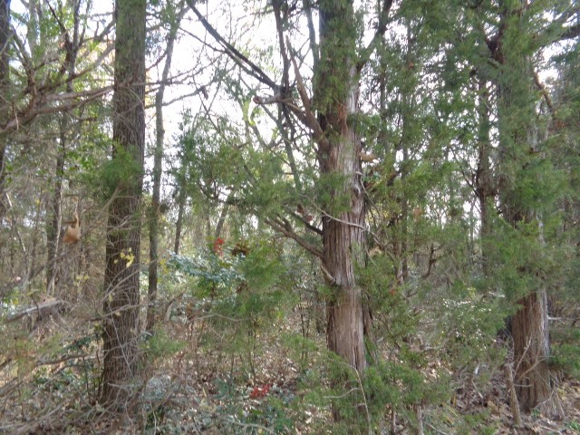 Tbd Cr 4870 Winnsboro TX 75494
