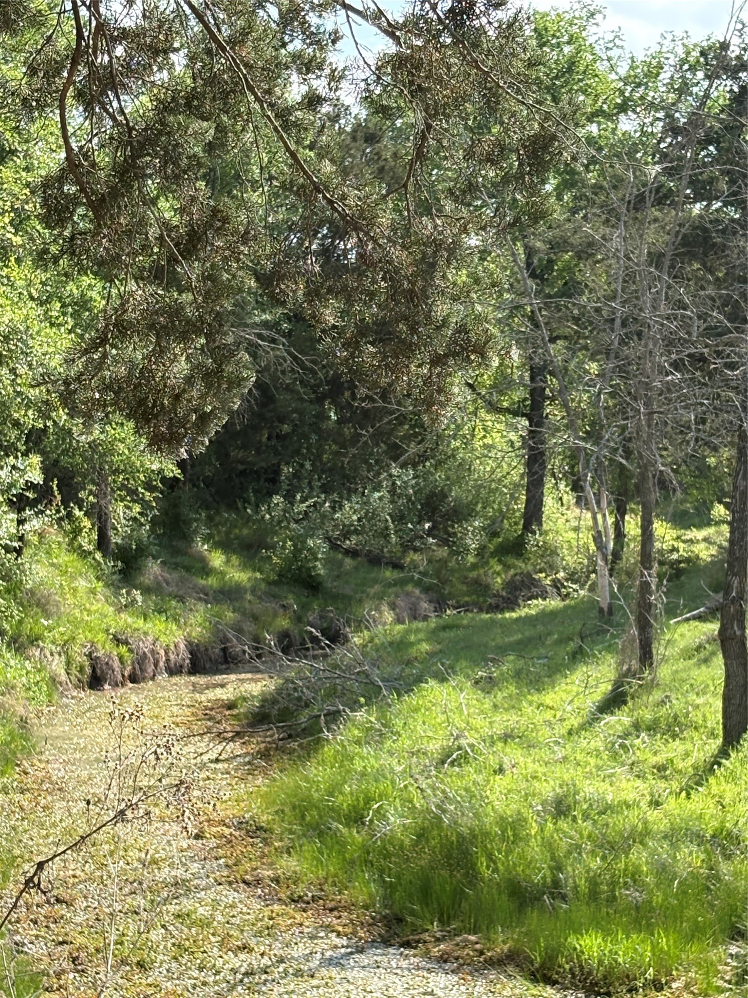 Tbd Whitetail Springs Lane Gustine TX 76455