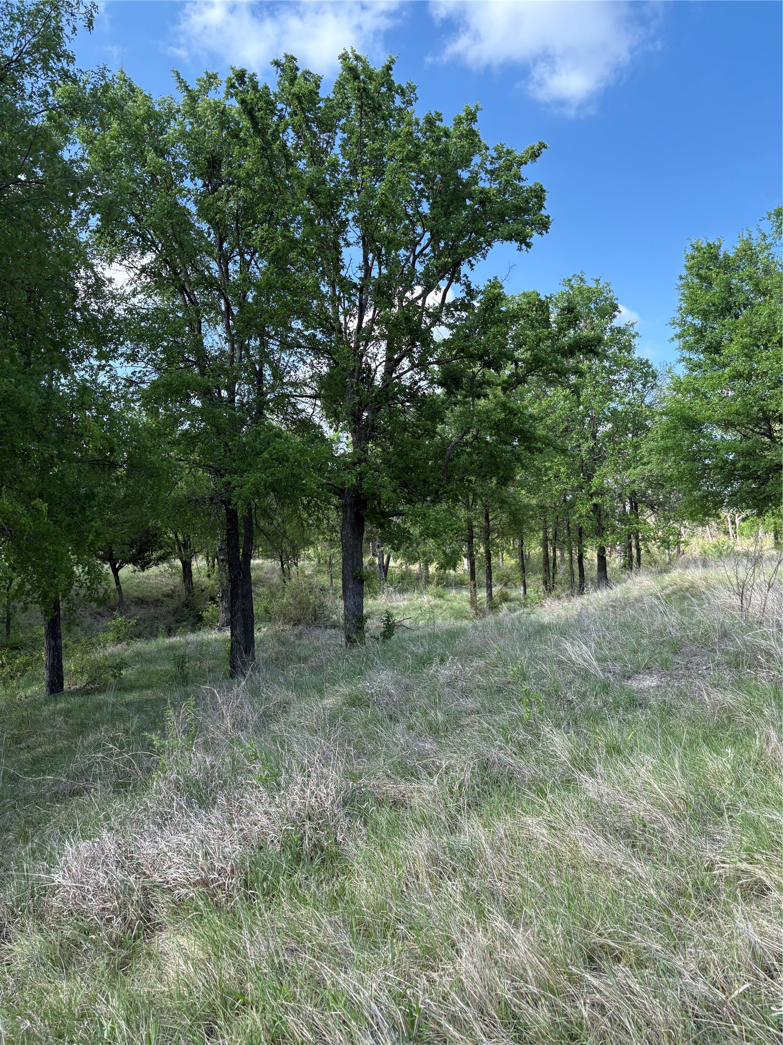 Tbd Whitetail Springs Lane Gustine TX 76455