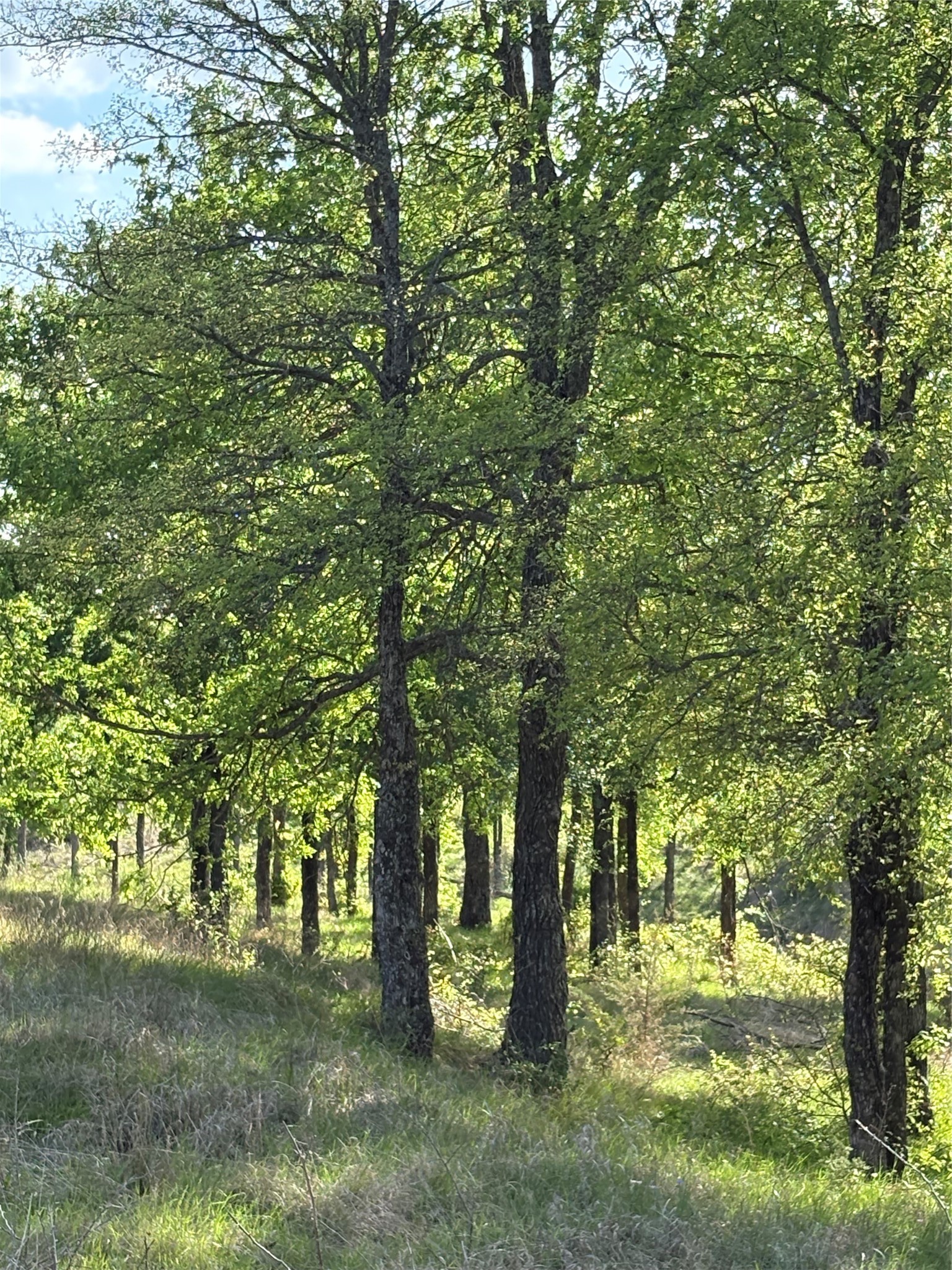Tbd Whitetail Springs Lane Gustine TX 76455