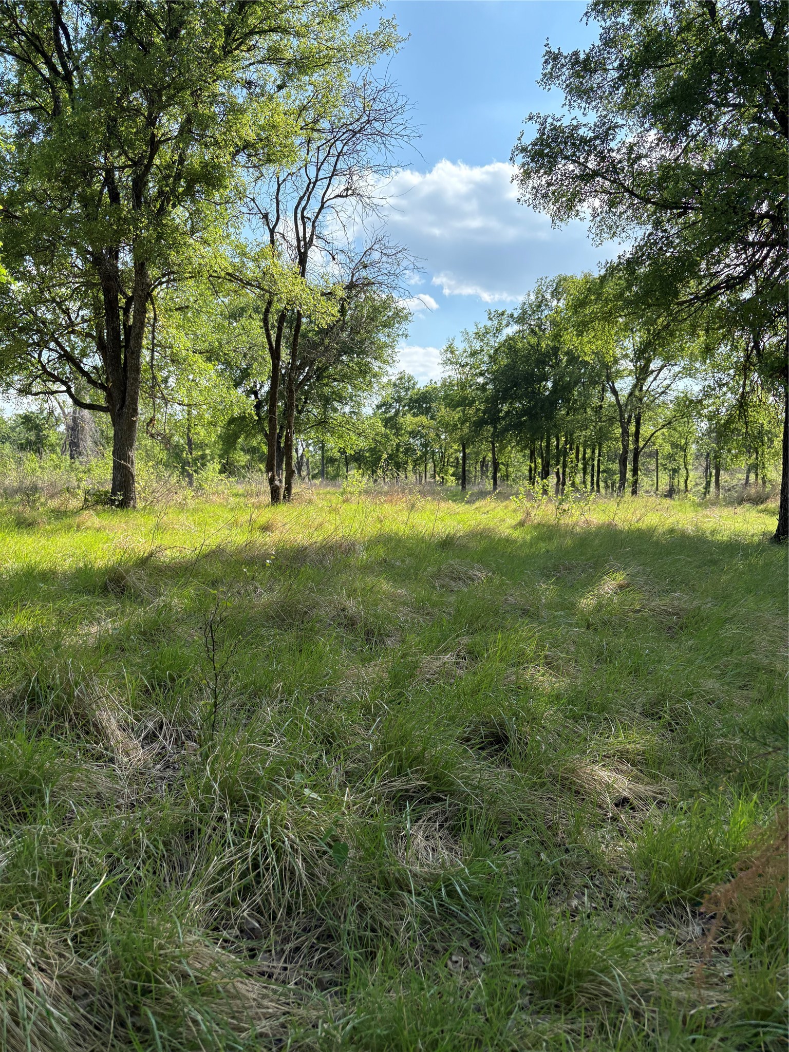 Tbd Whitetail Springs Lane Gustine TX 76455