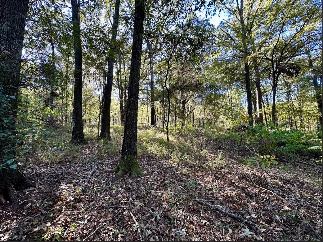 N/a Lot 59 County Road 2938 Pittsburg TX 75686